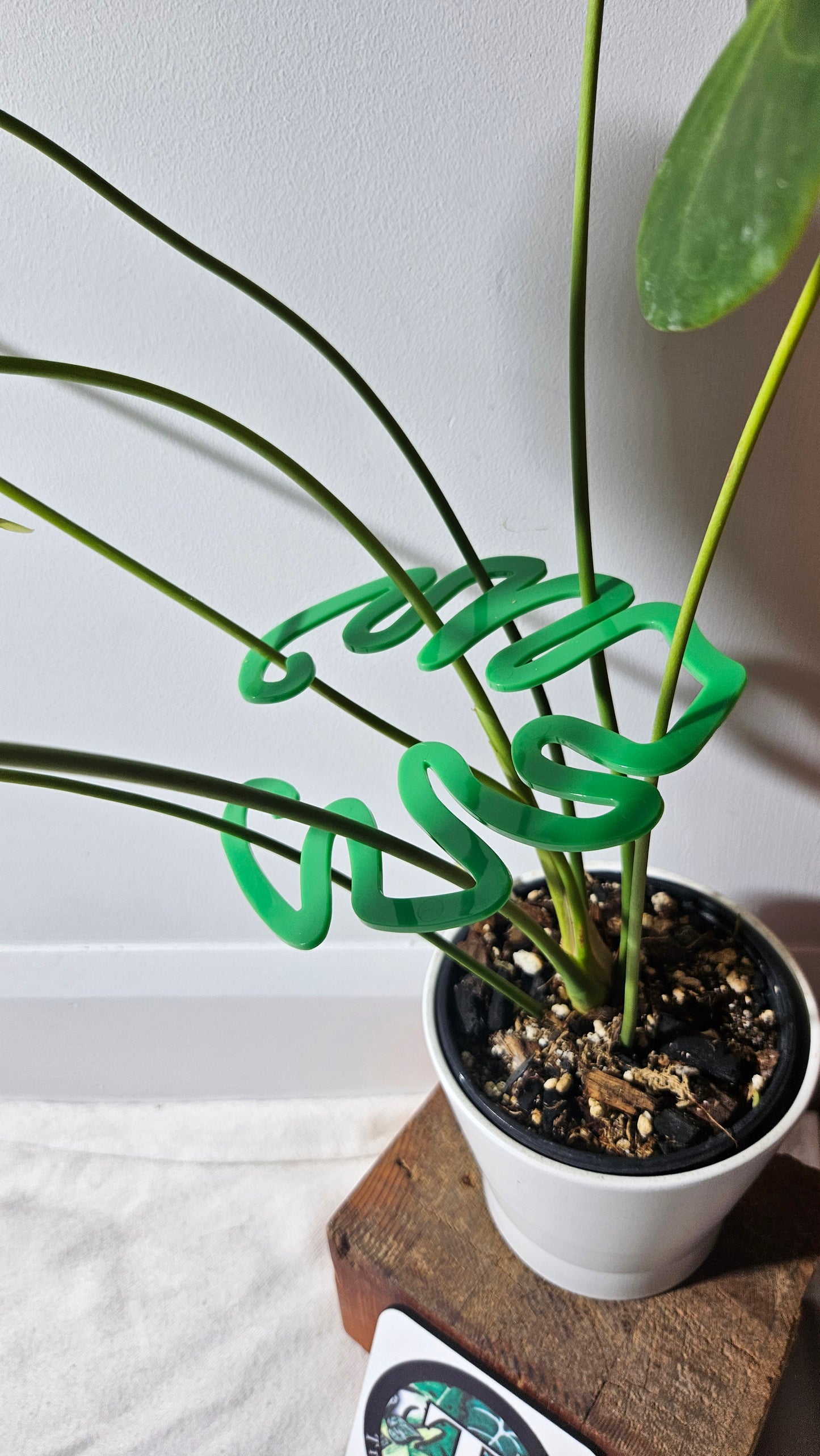 Support à tiges "Monstera", vert,     1 unité.