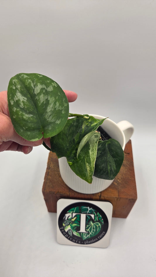 Scindapsus Dark Splash Variegata (SCI-758)
