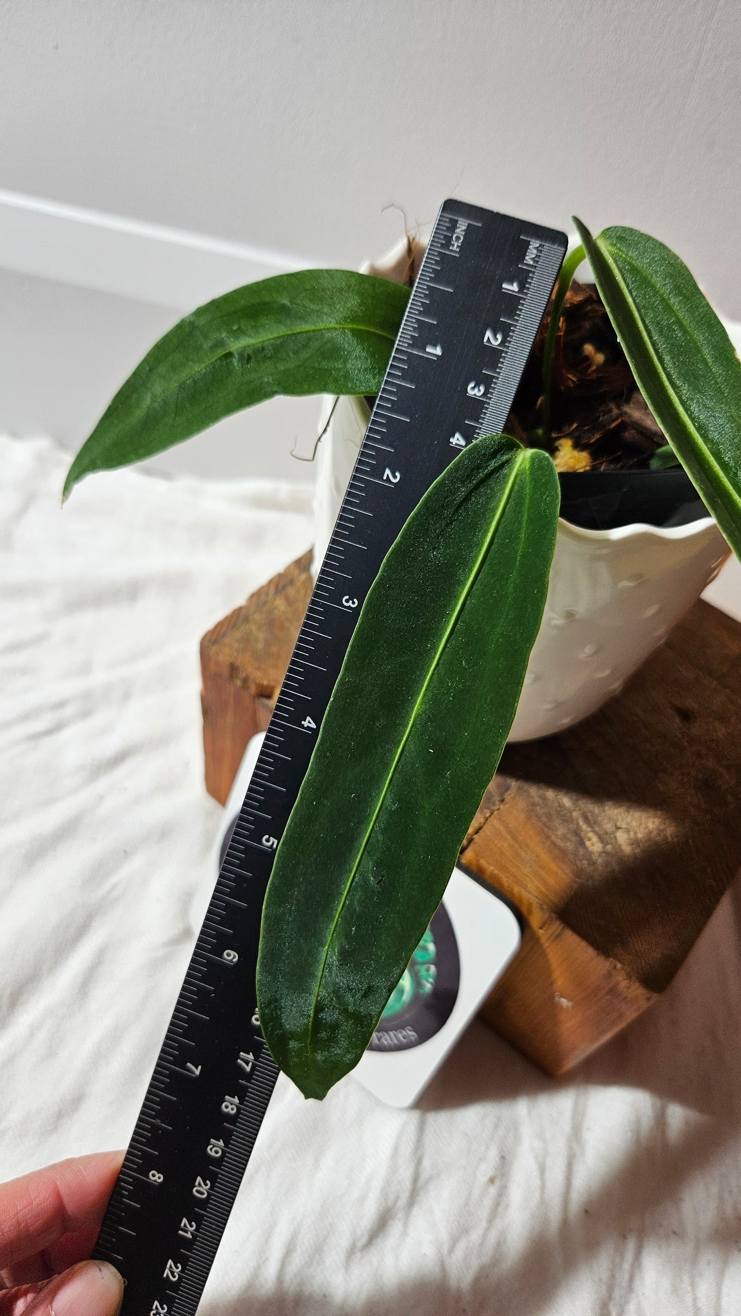 Anthurium Warocqueanum Dark "format MOYEN"(ANT-602)