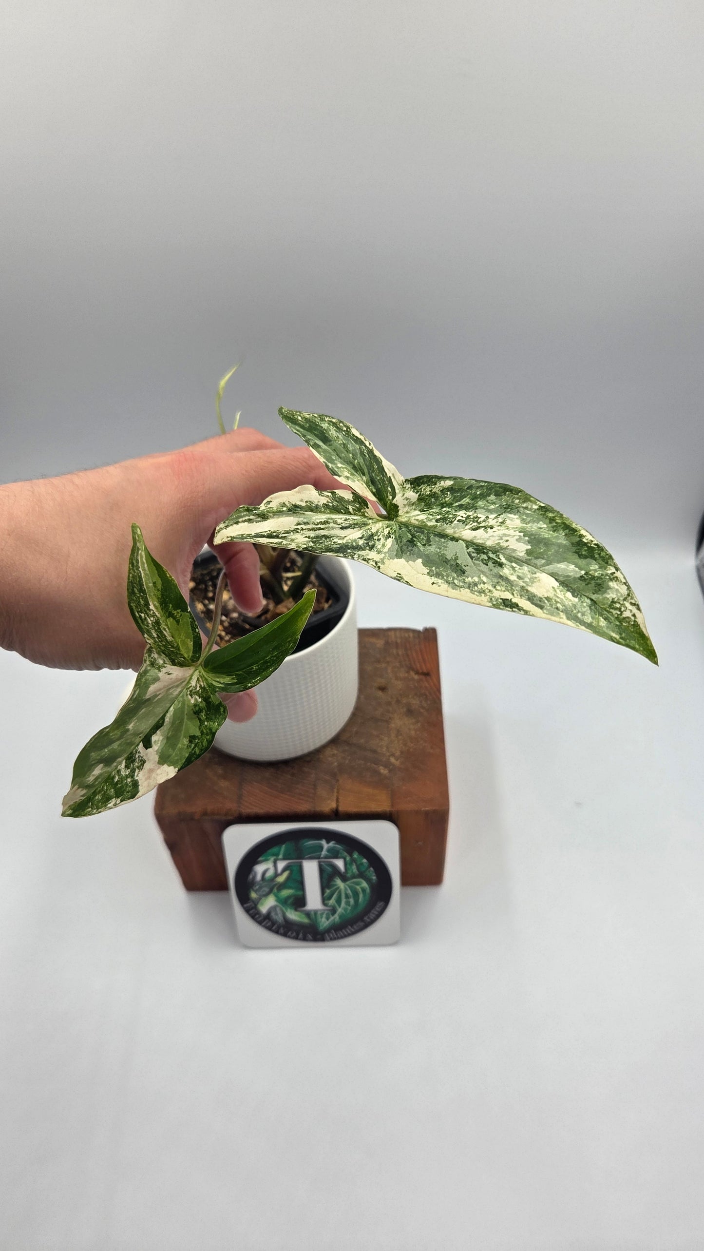 Syngonium Albo (SYN-351)