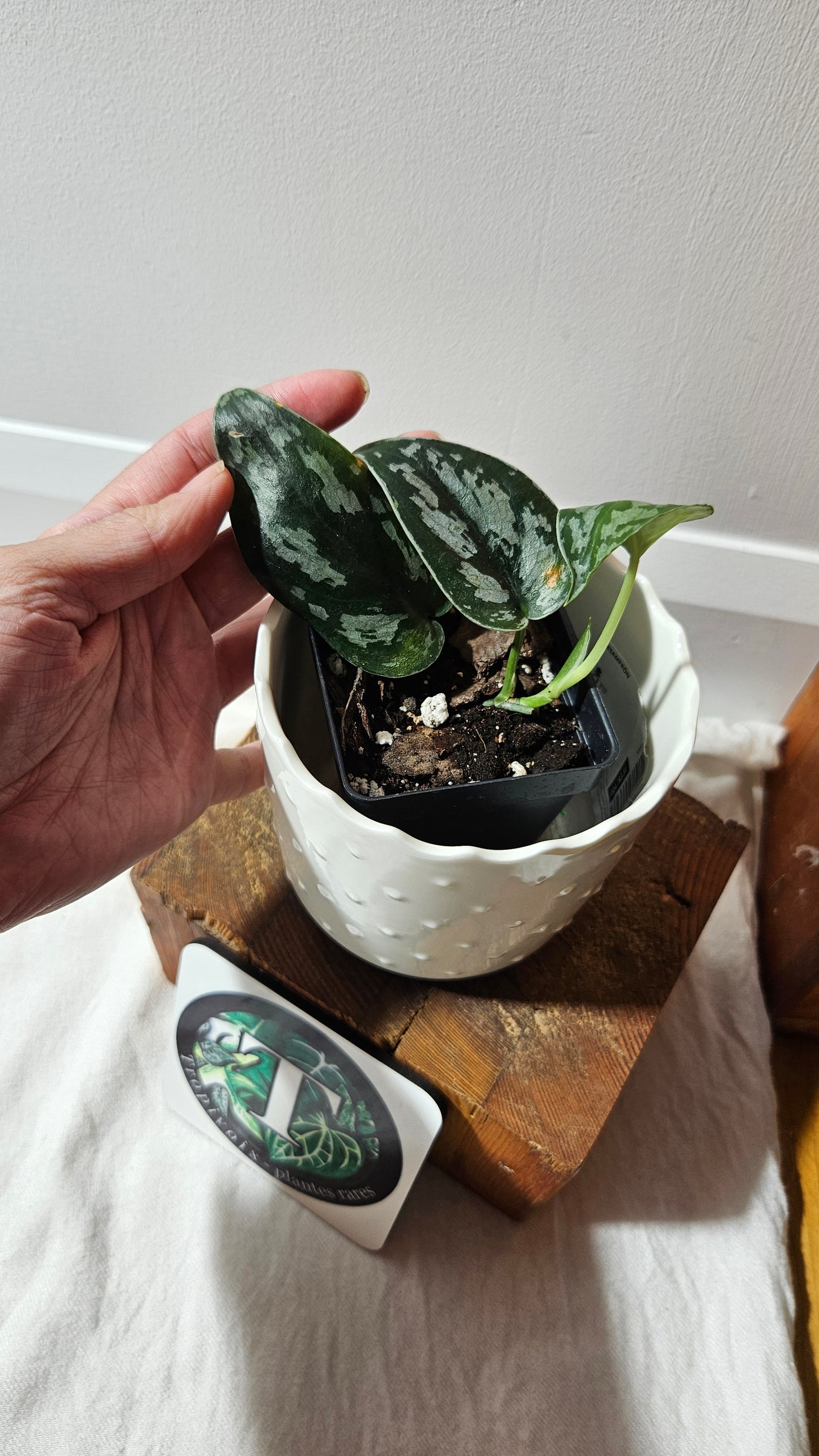 Scindapsus Black Exotica (SCI-1330)