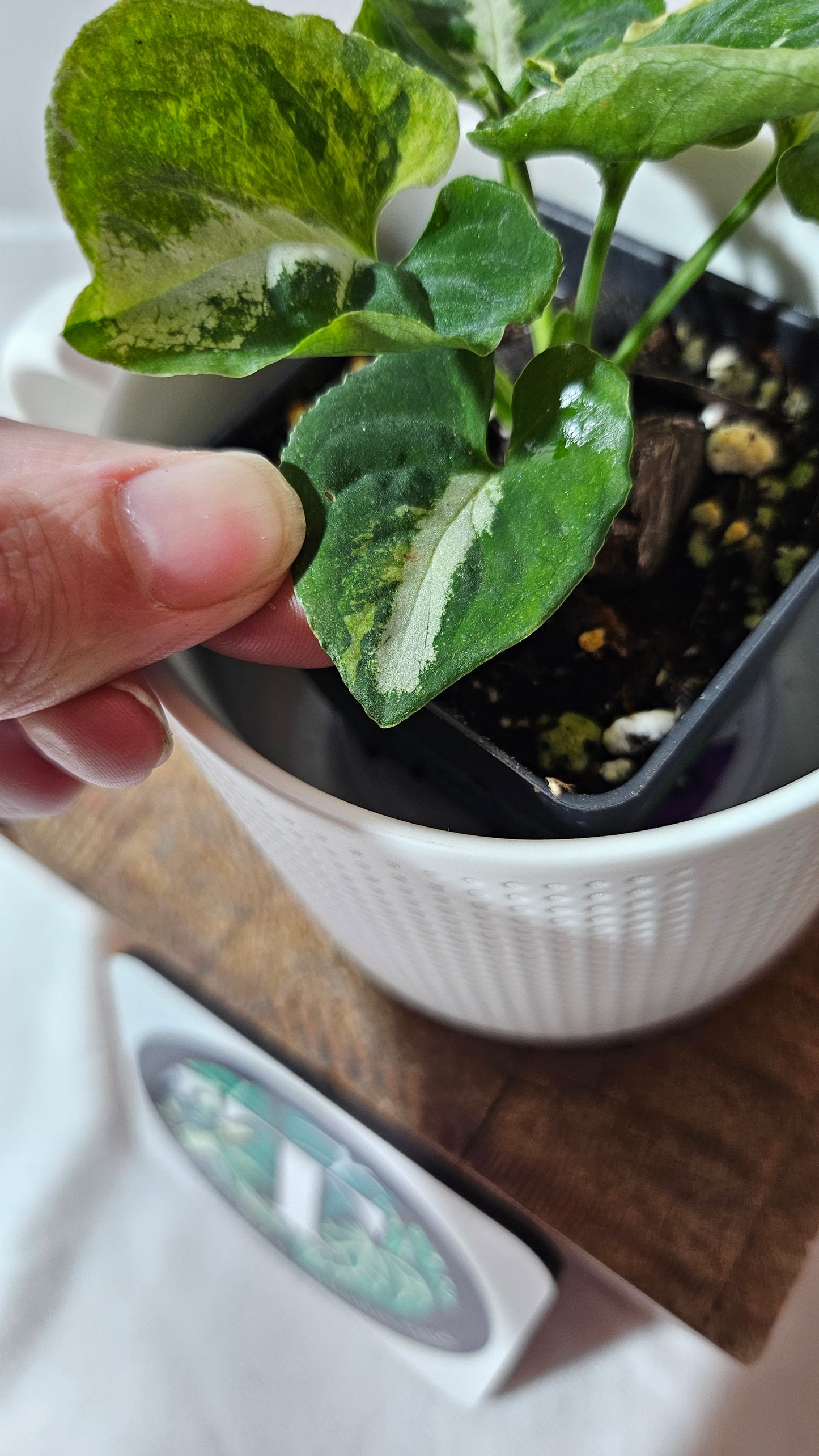 Syngonium Scrambled Eggs (SYN-477)