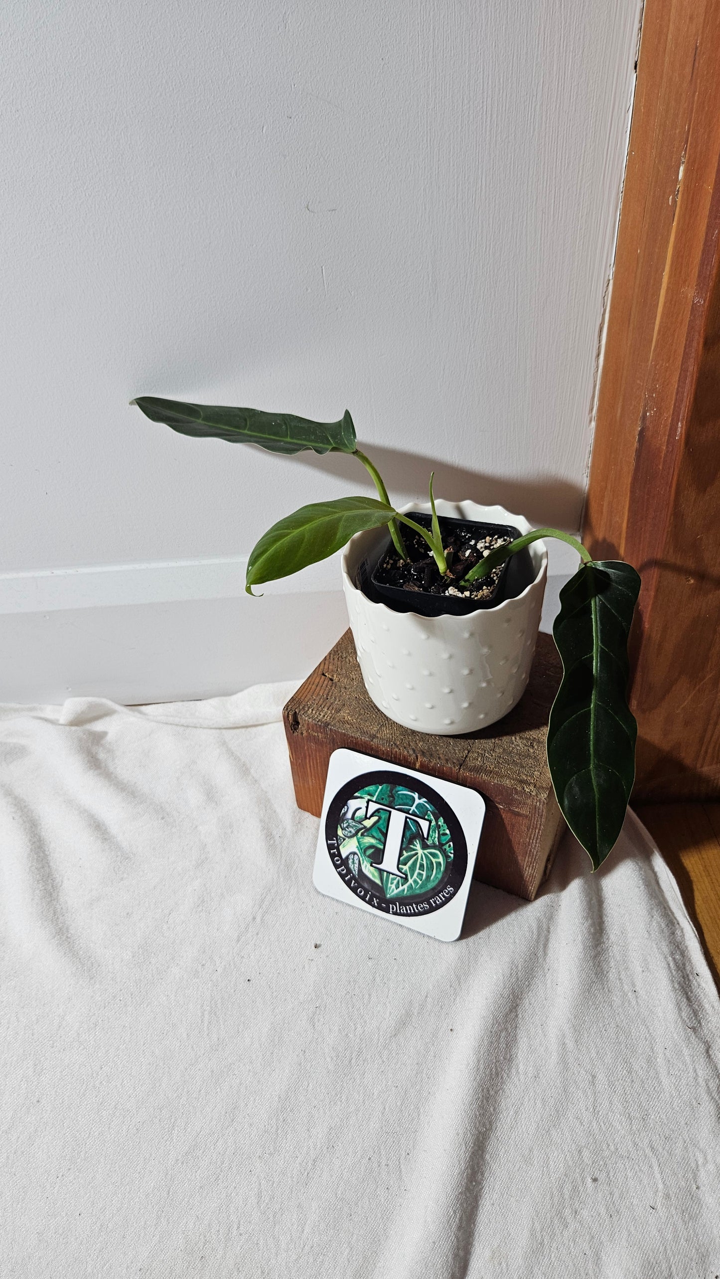 Philodendron Subhastatum Blood (PHI-794)