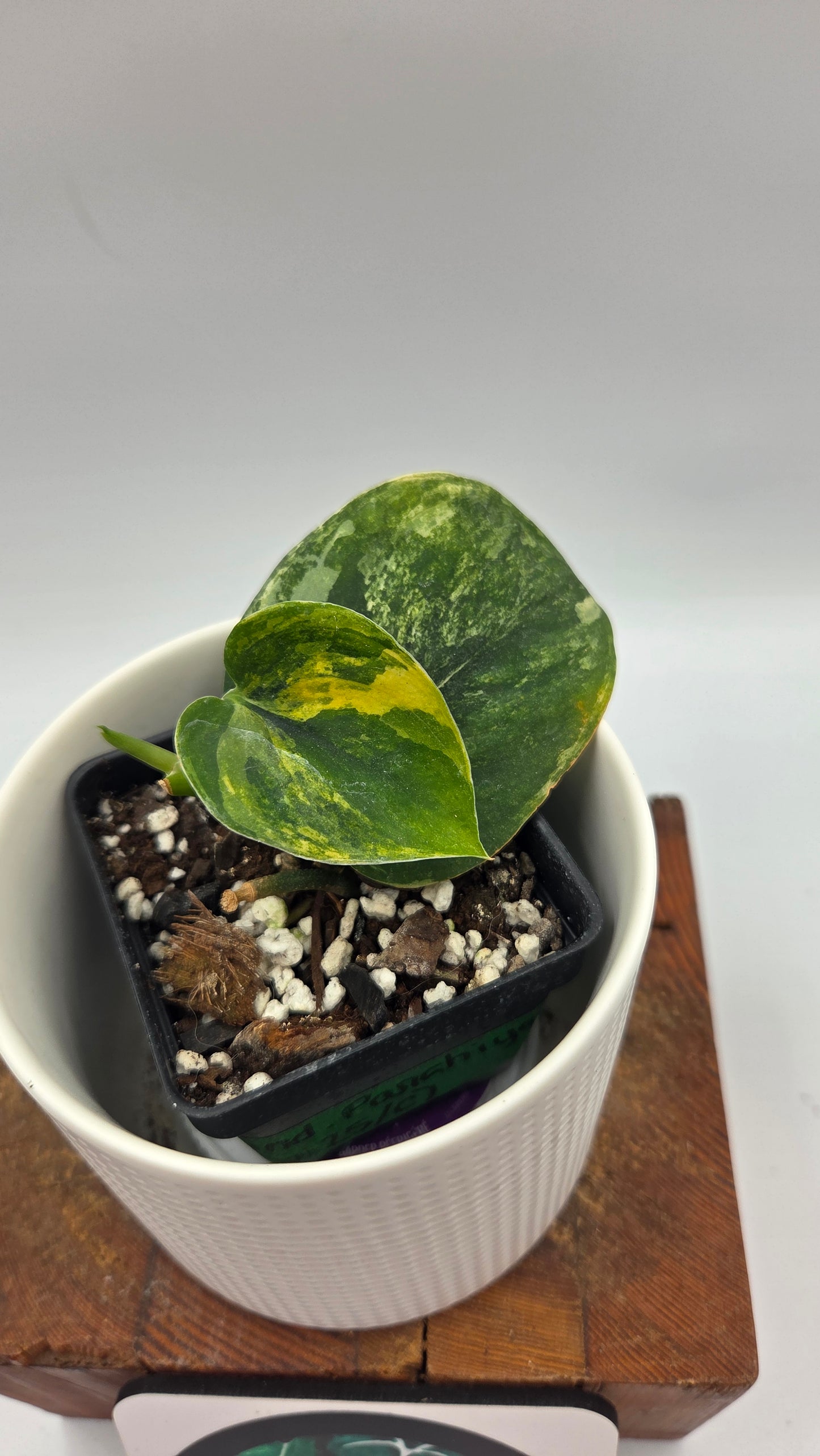 Scindapsus Parahiyangan (SCI-1071)
