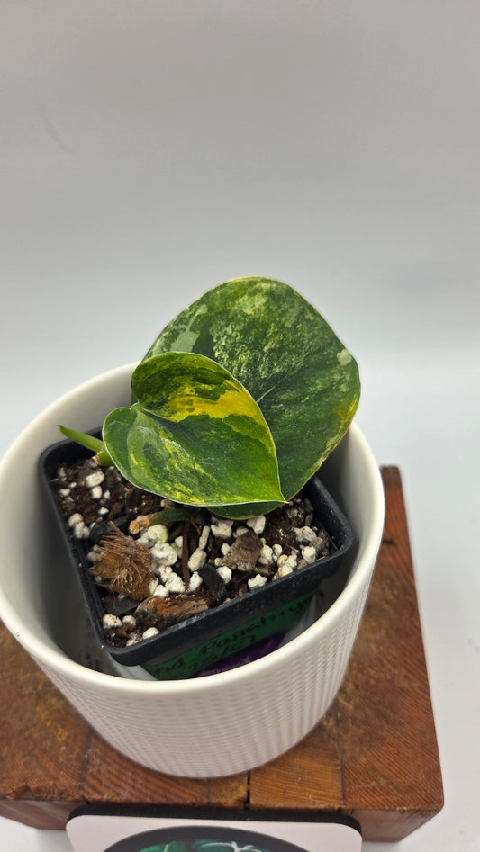 Scindapsus Parahiyangan (SCI-1071)