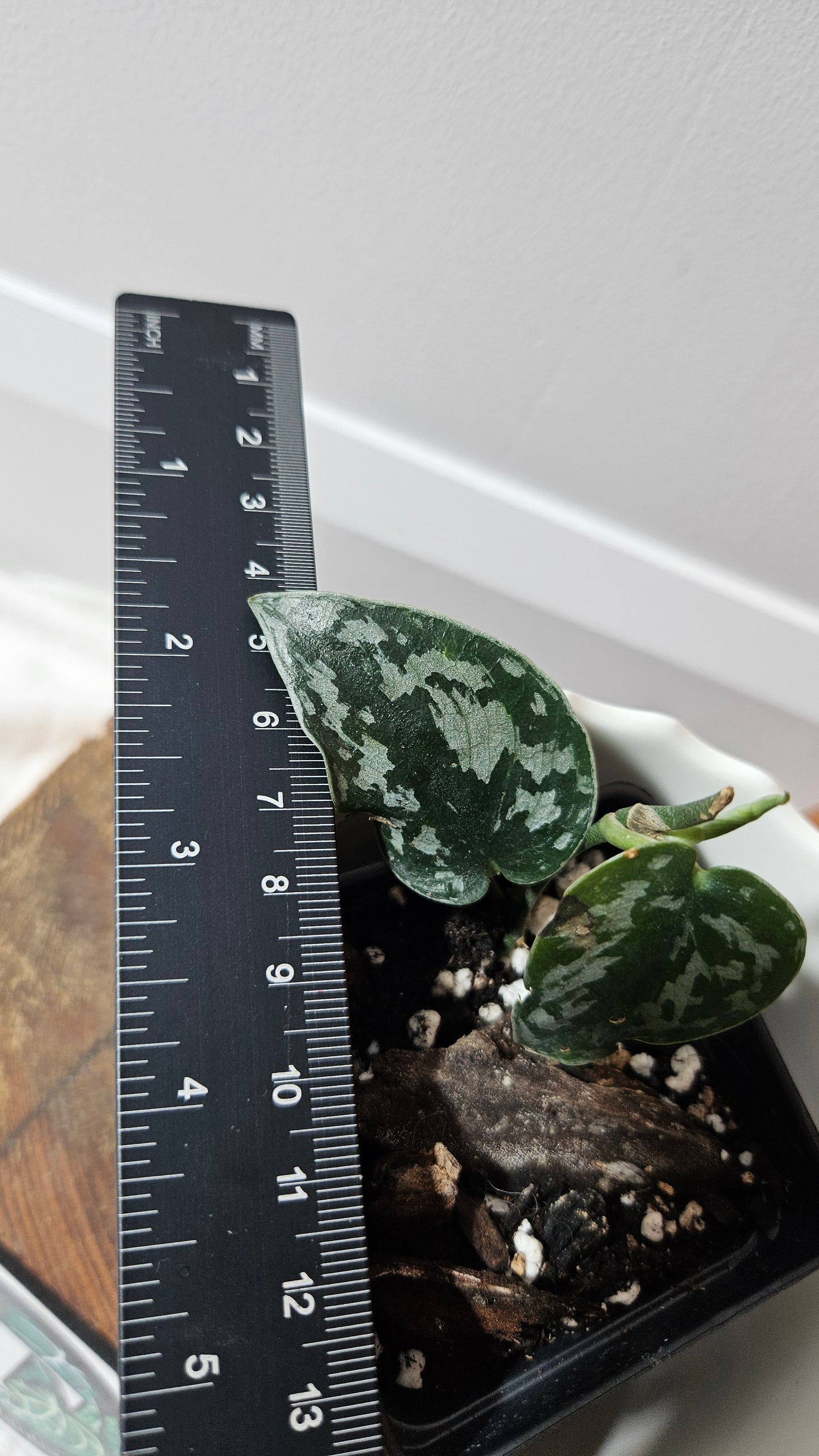 Scindapsus Black Exotica (SCI-1326)