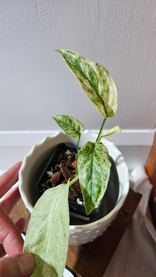 Monstera Laniata Mint (MON-338)