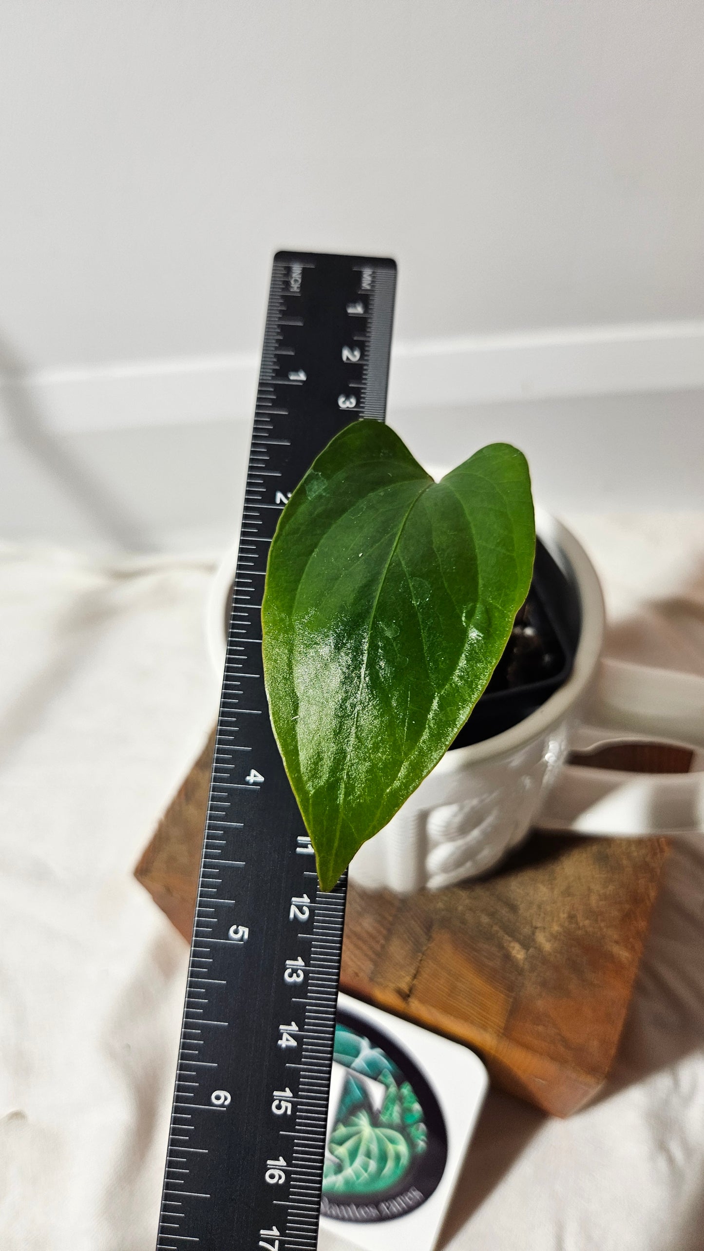 Anthurium  Pinkleyi "format SEEDLING" (ANT-189)