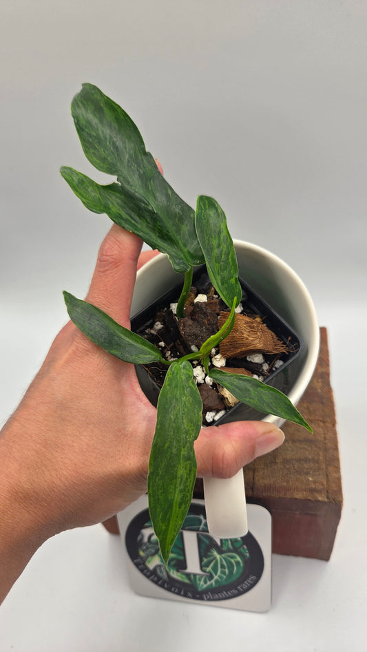 Philodendron Lime fiddle/ Minarum (PHI-1066)