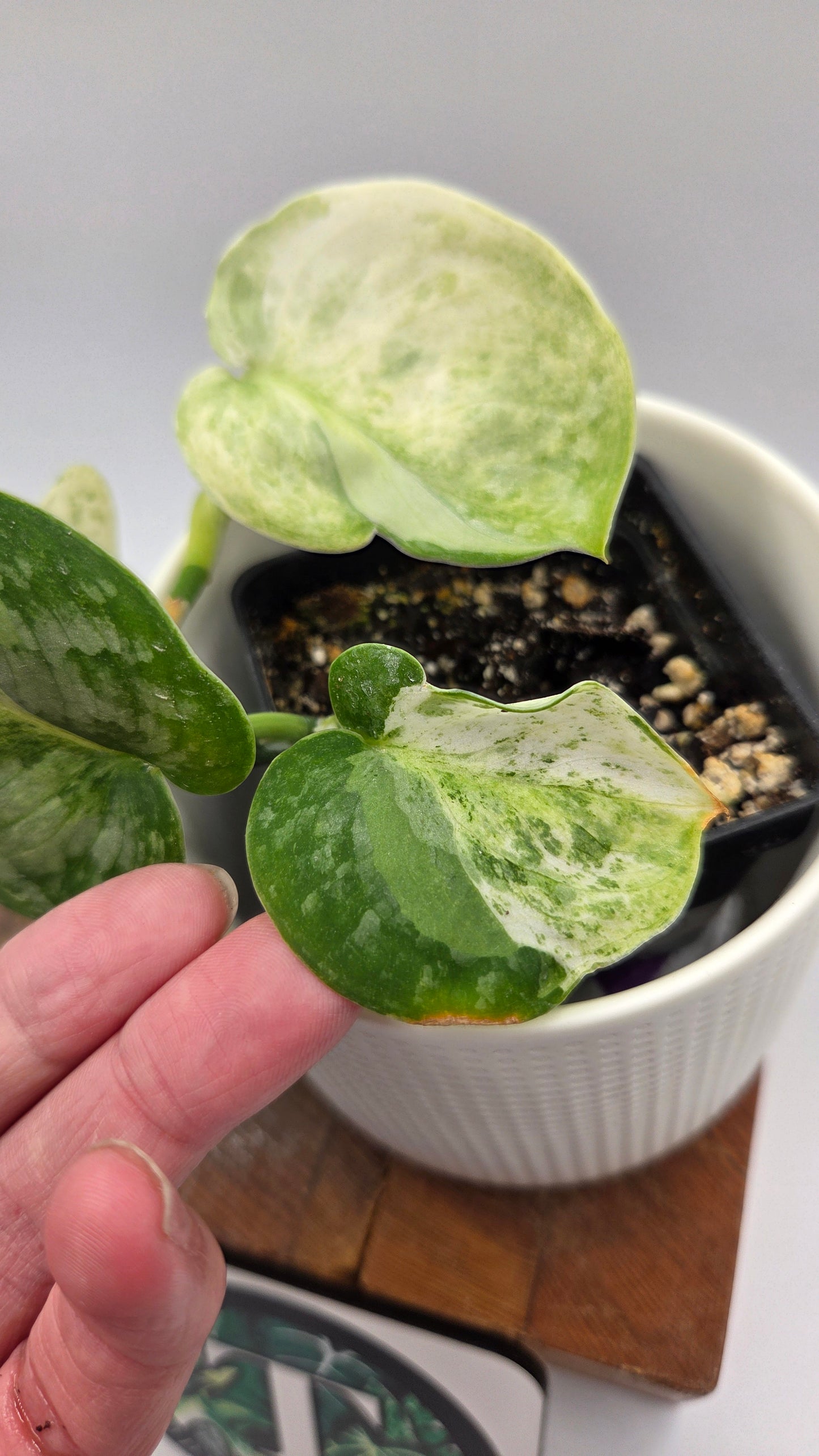 Scindapsus Black Dragon Variegata (SCI-1053)