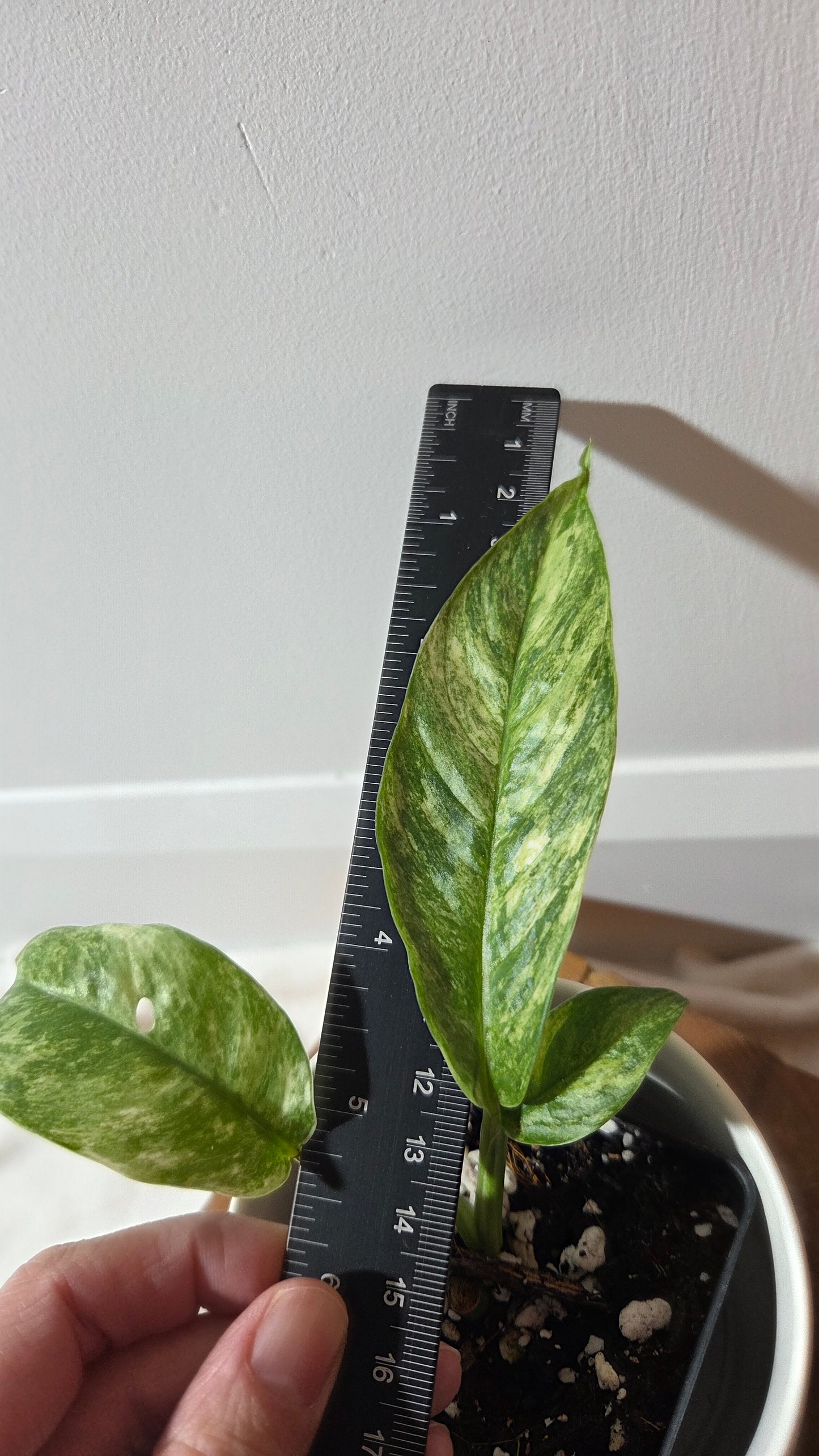 Rhaphidophora Masuwa Variegata (AUT-091)