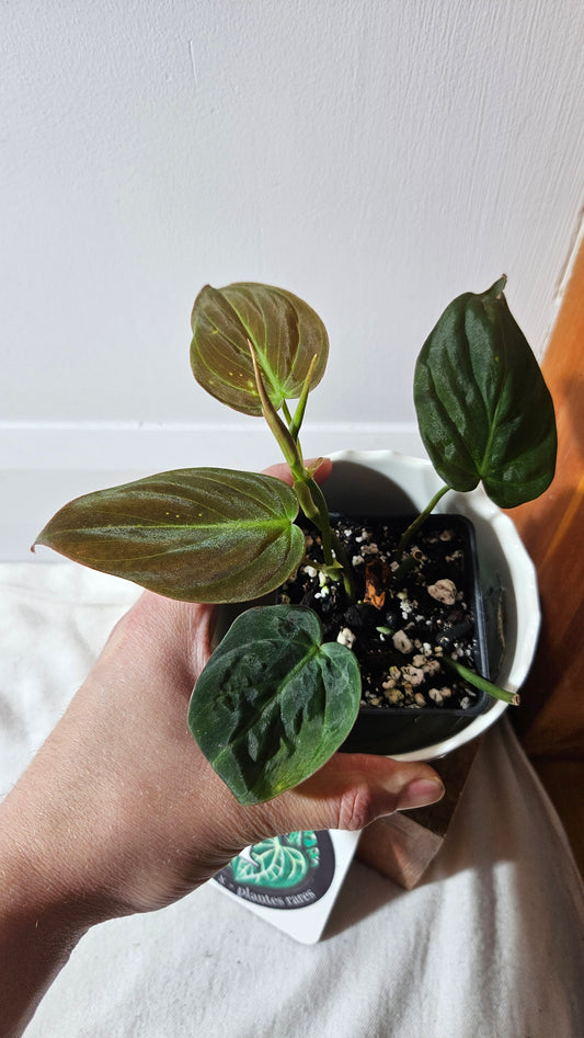 Philodendron Mican Var. REVERT (PHI-785)