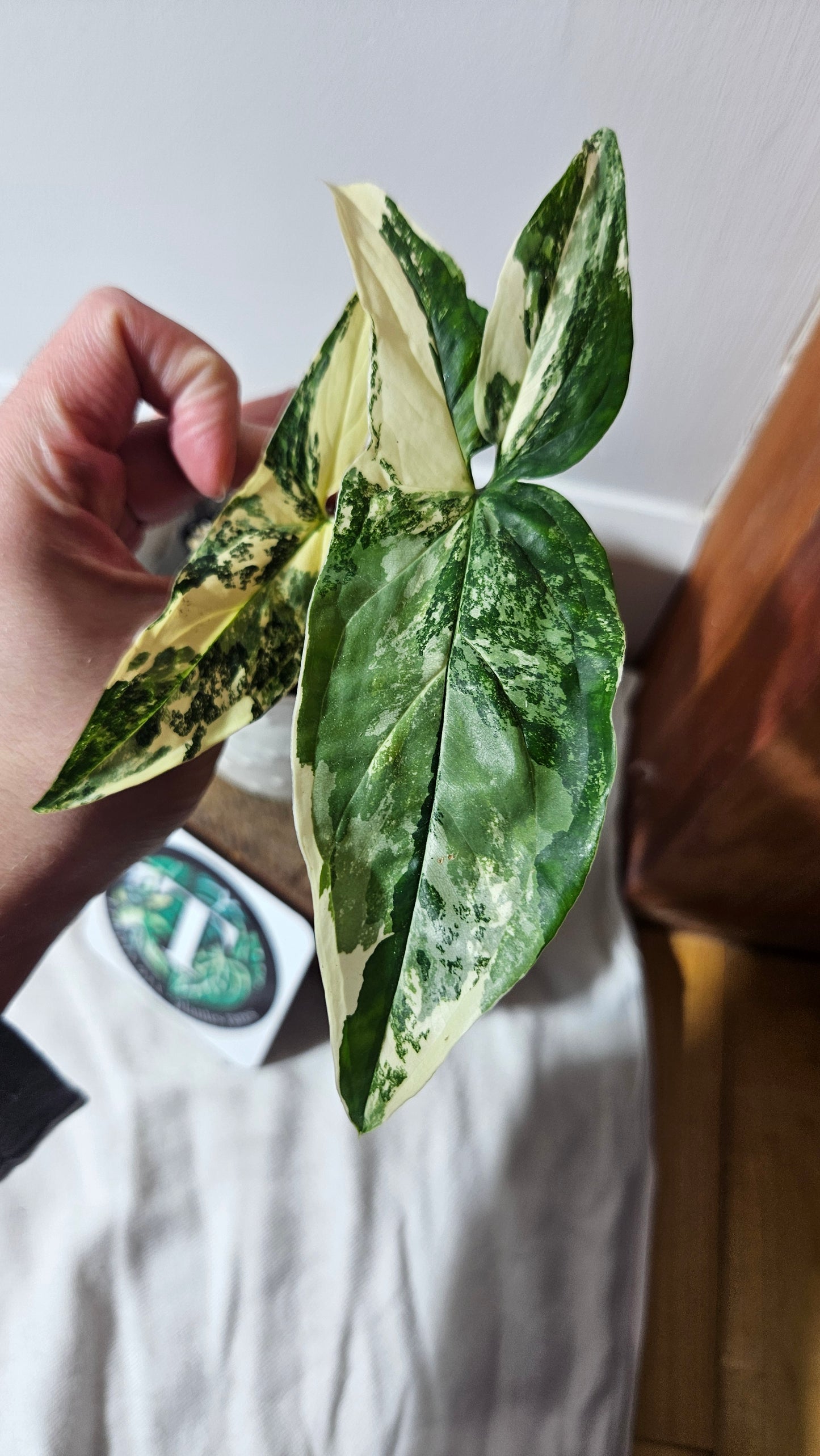 Syngonium Albo (SYN-397)