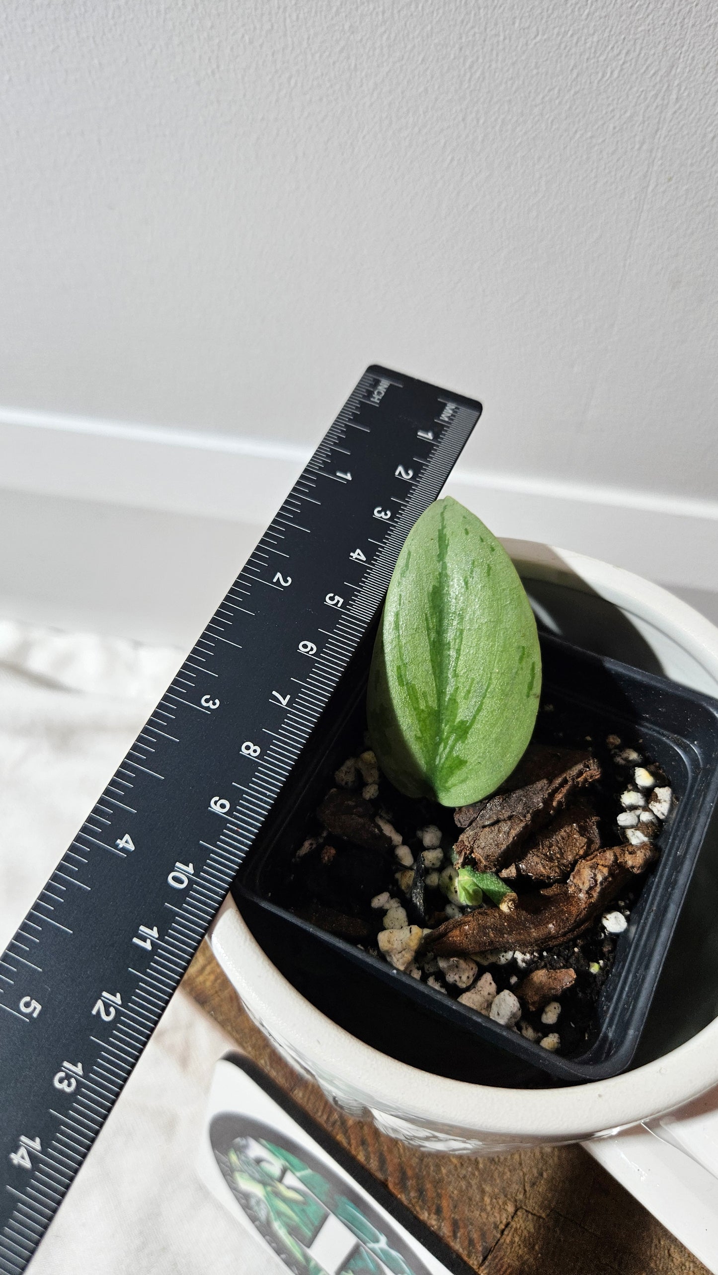 Scindapsus Army silver (SCI-1281)