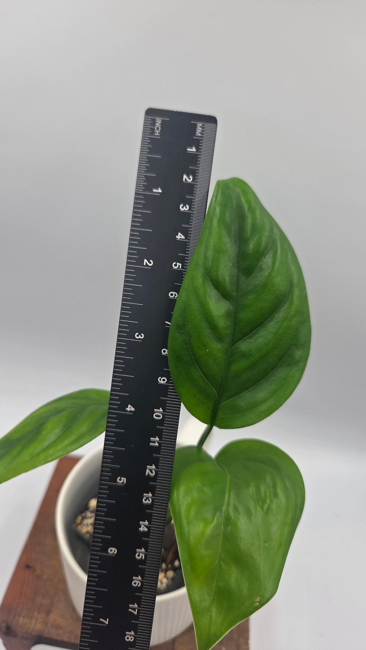 Monstera Lechleriana  (MON-574)