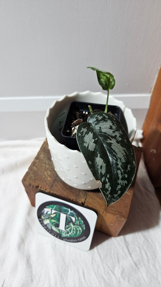 Scindapsus Black Exotica (SCI-1327)