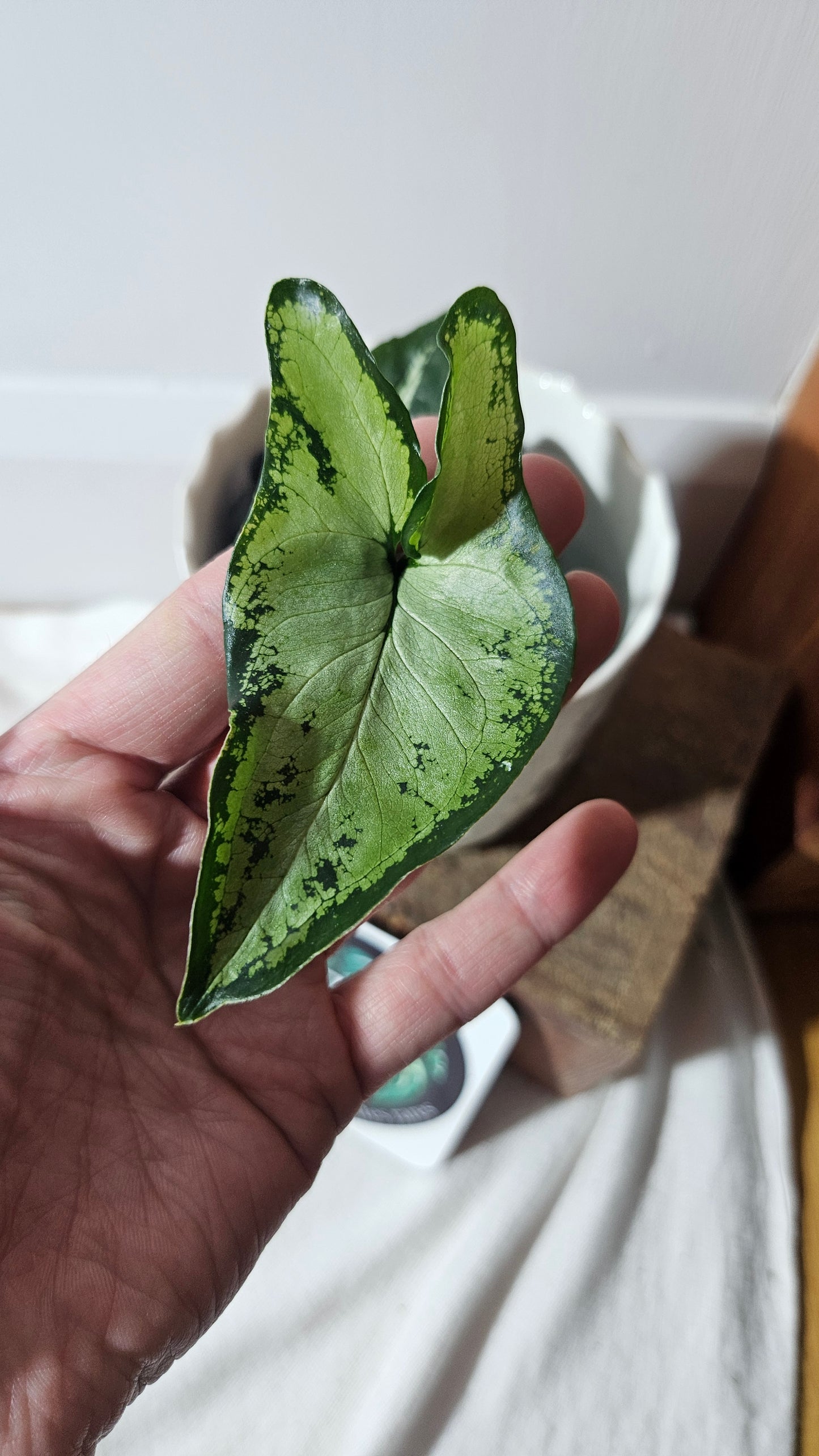 Syngonium Finger /Little Star (SYN-419)