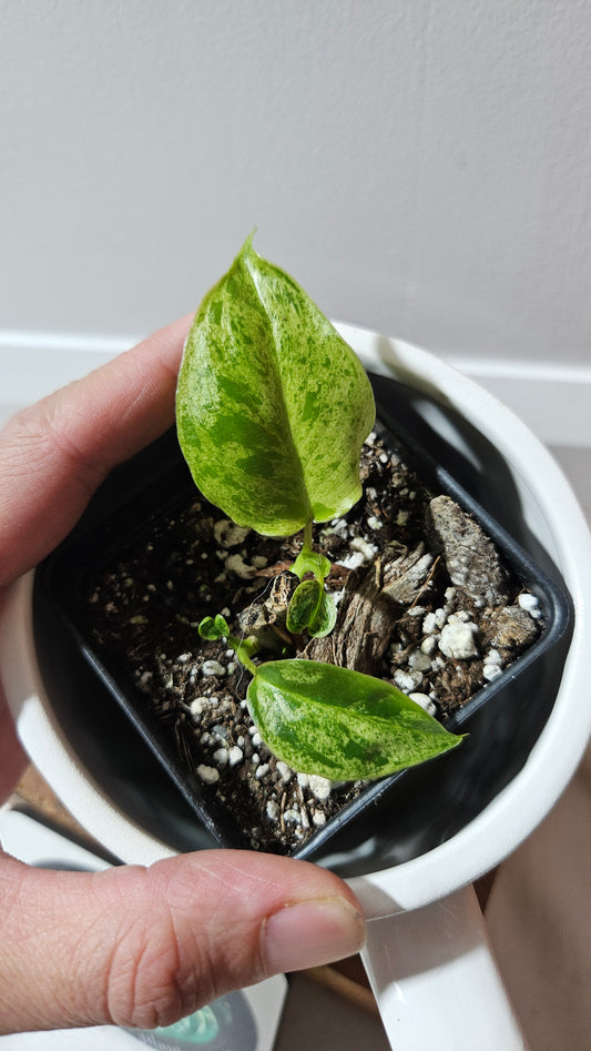 Philodendron BurleMarx Variegata  X Paraiso Verde (PHI-915)