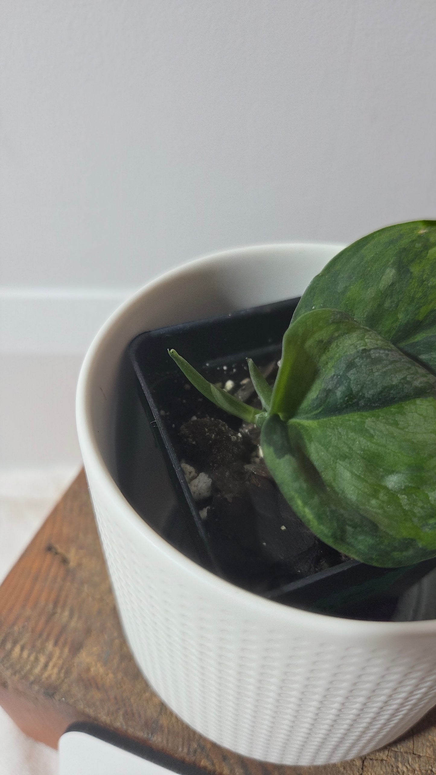 Scindapsus Green Dragon Variegata (SCI-1303)