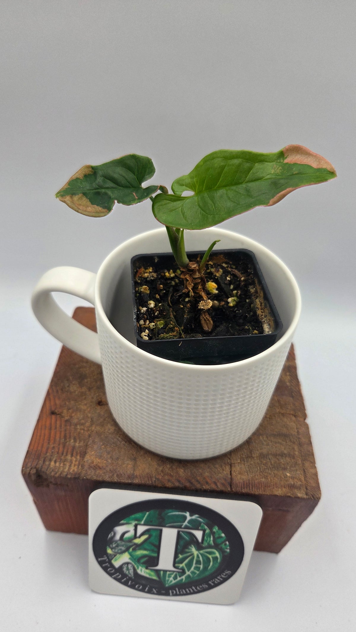Syngonium Pink Lava (SYN-242)