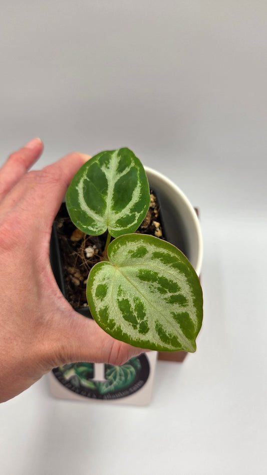 Anthurium Silver Hope "format PETIT" (ANT-676)