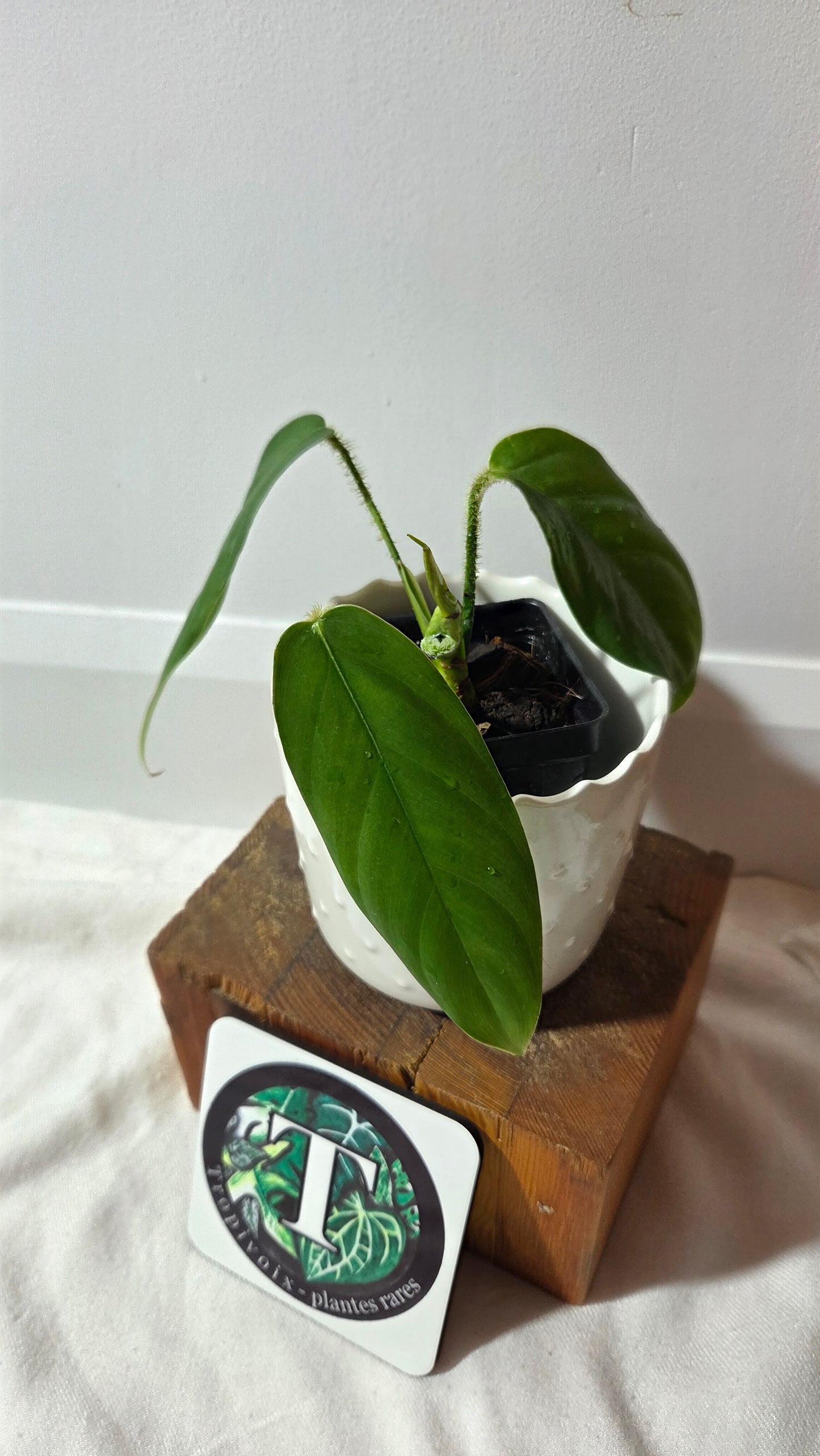 Philodendron Genevievianum (PHI-1011)