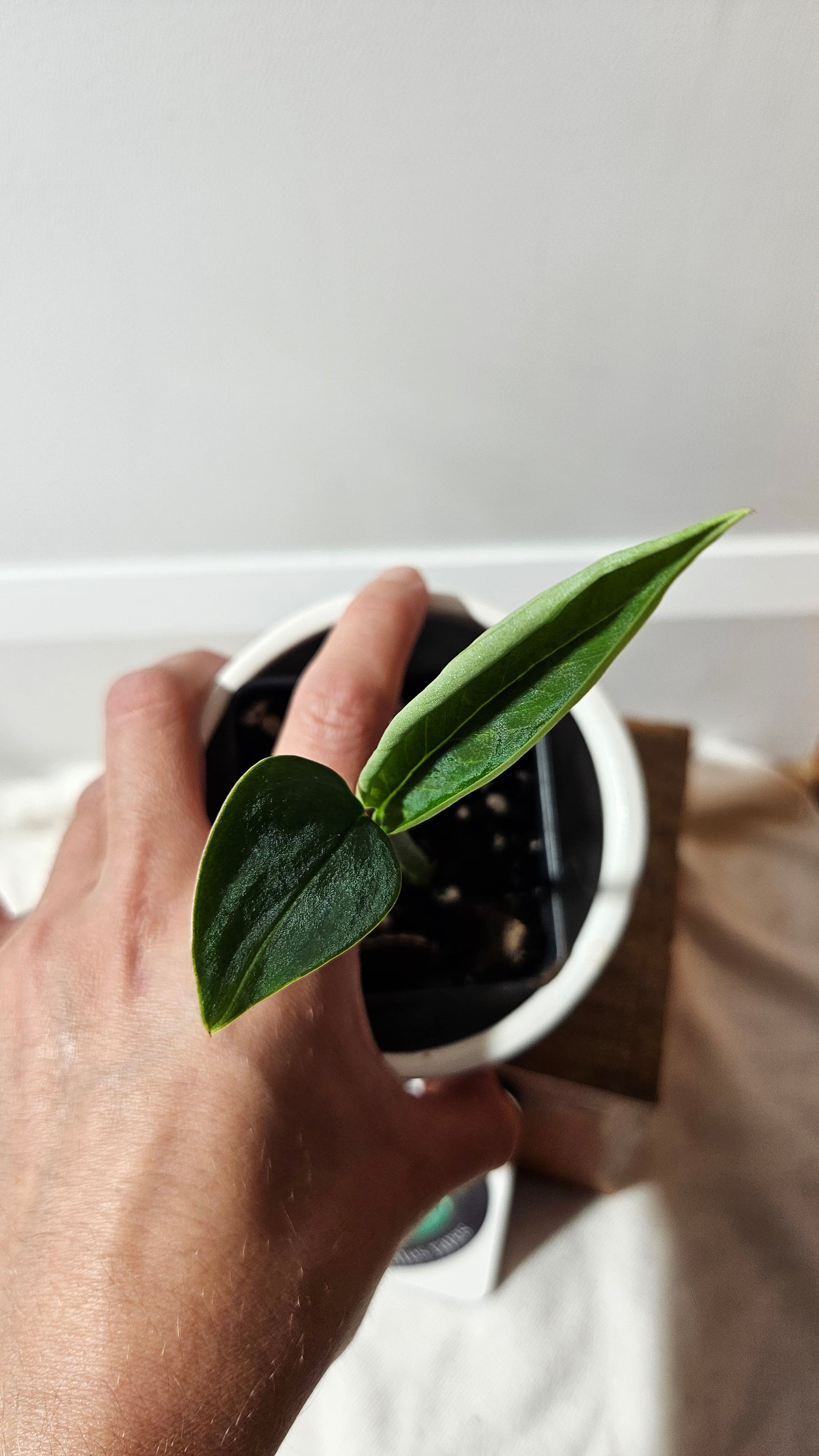 Monstera Obliqua Aff Black (MON-173)