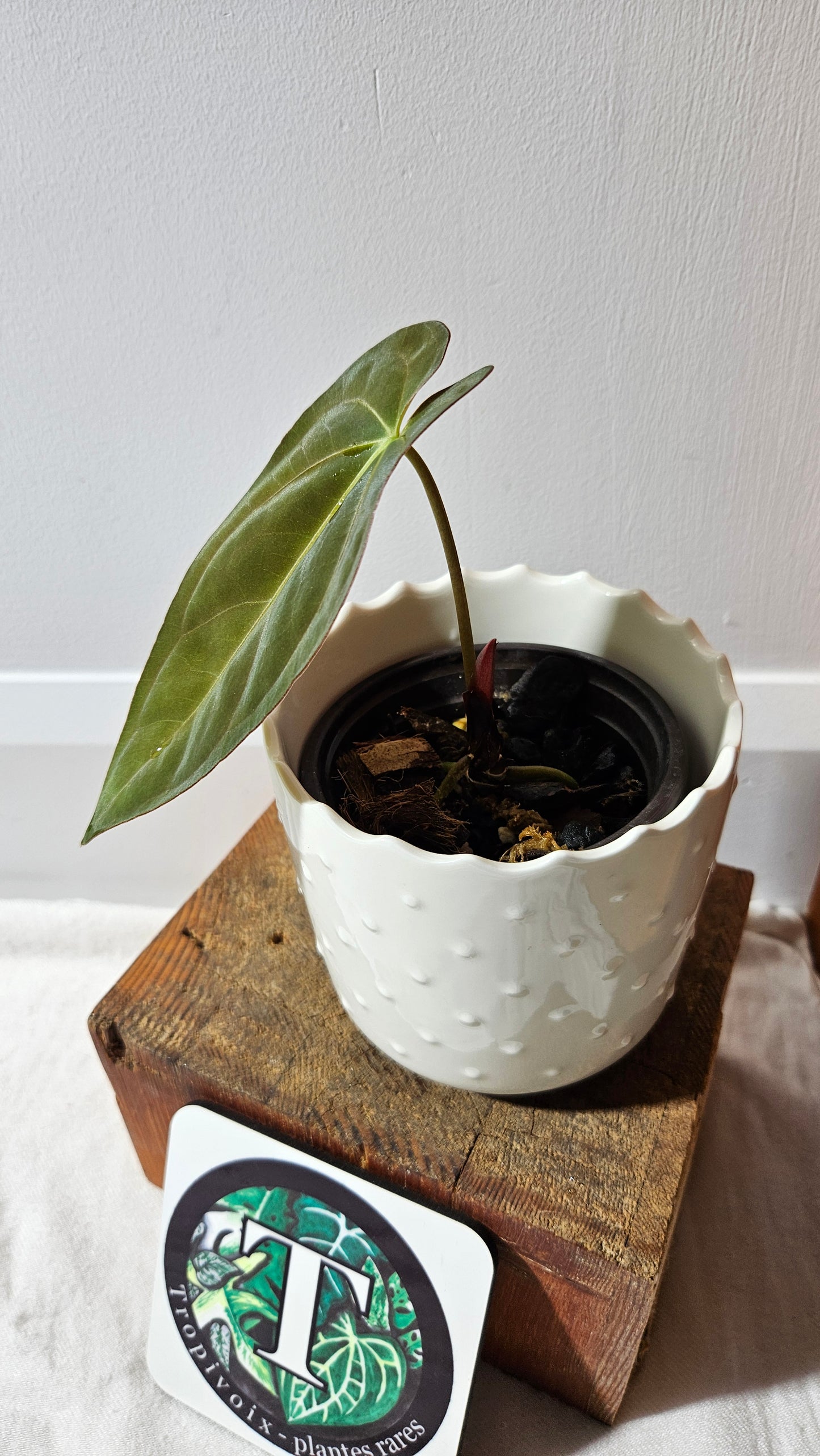 Anthurium Dark Phoenix X Panama "format PETIT" (ANT-541)