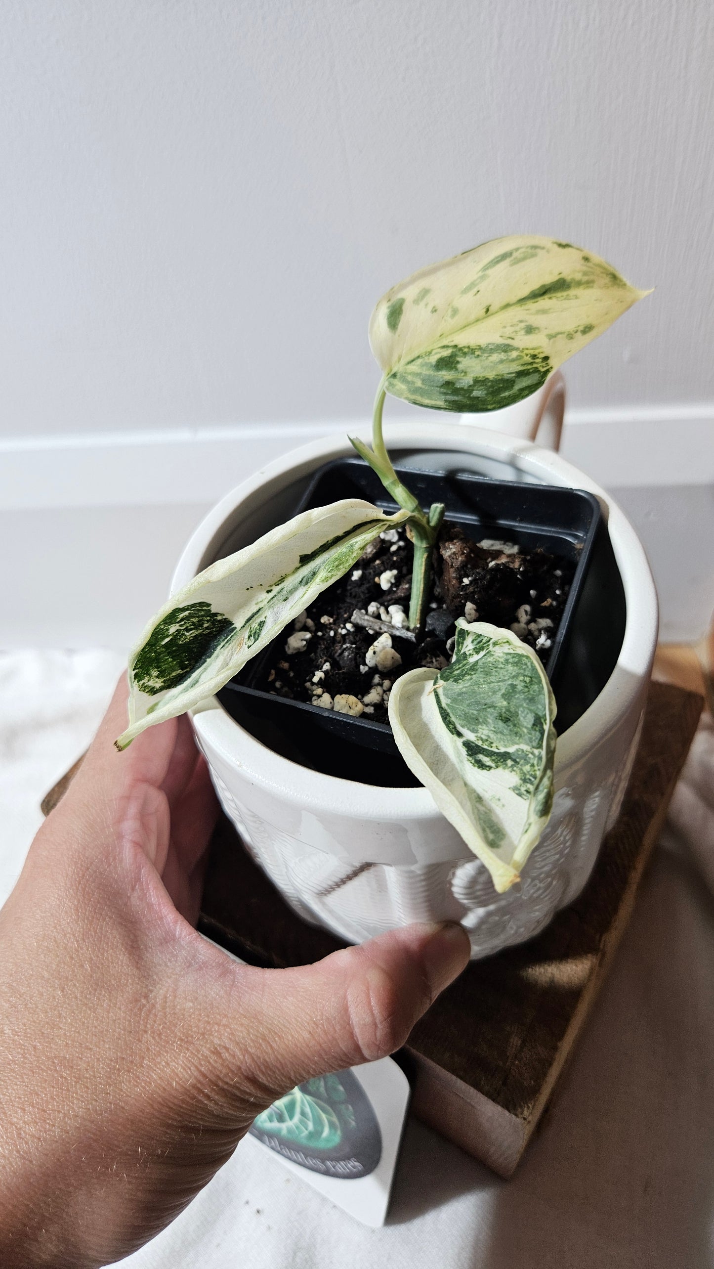 Scindapsus Simbara Mutation (SCI-1314)