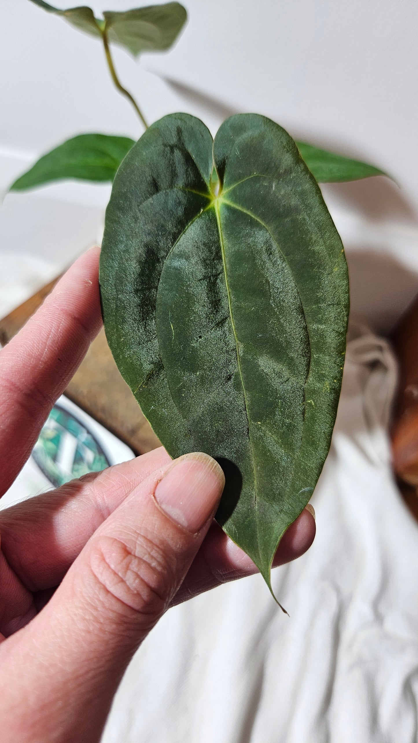 Anthurium  Papillilaminum (d'équateur) "format PETIT" (ANT-230)