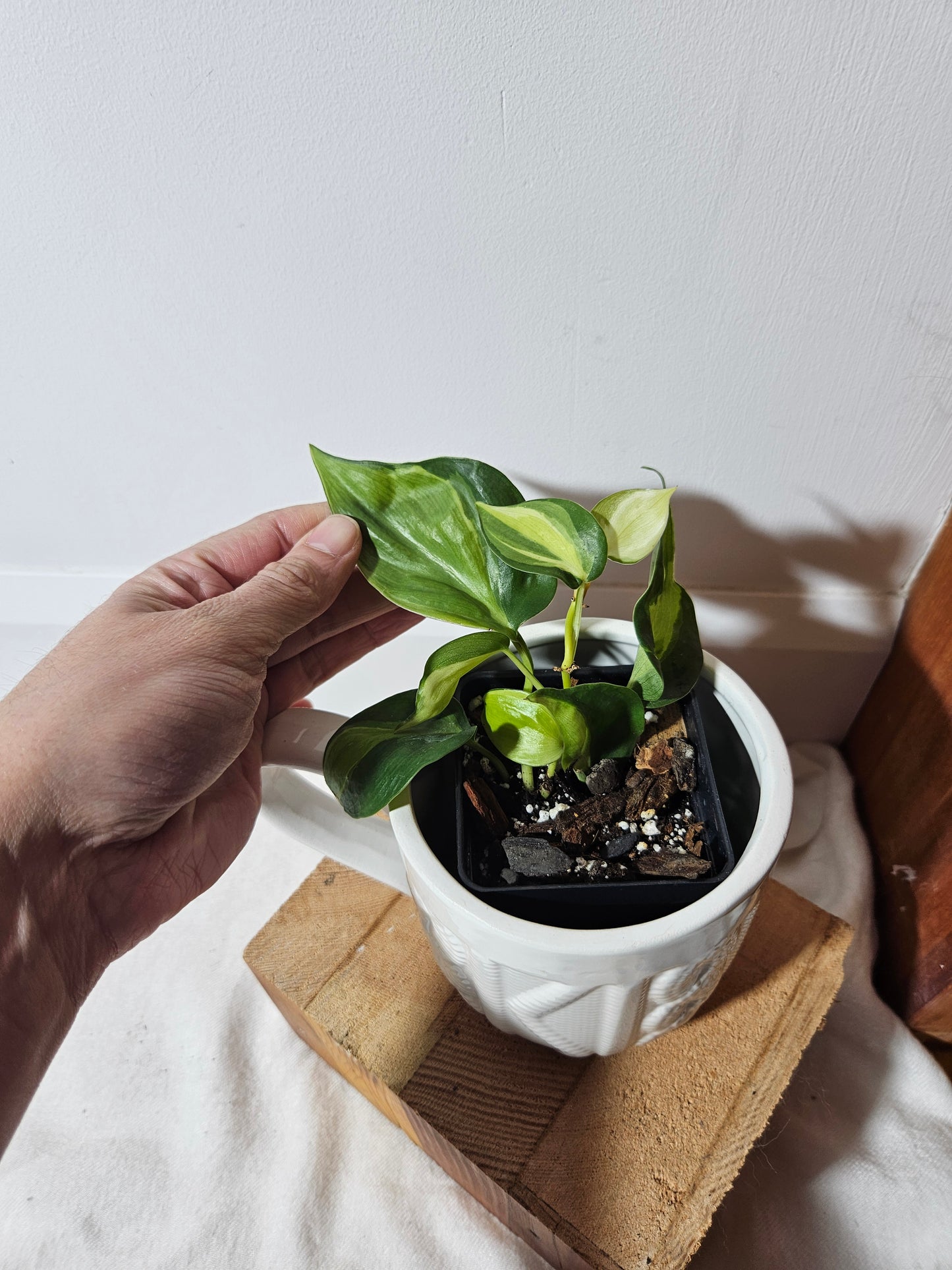 Philodendron Hederaceum Cream Splash (PHI-421)