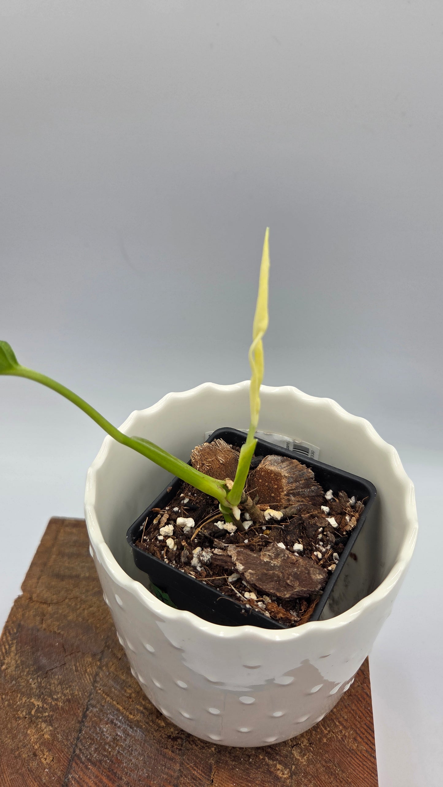Monstera Andasonii Archipelago Ghost (MON-541)