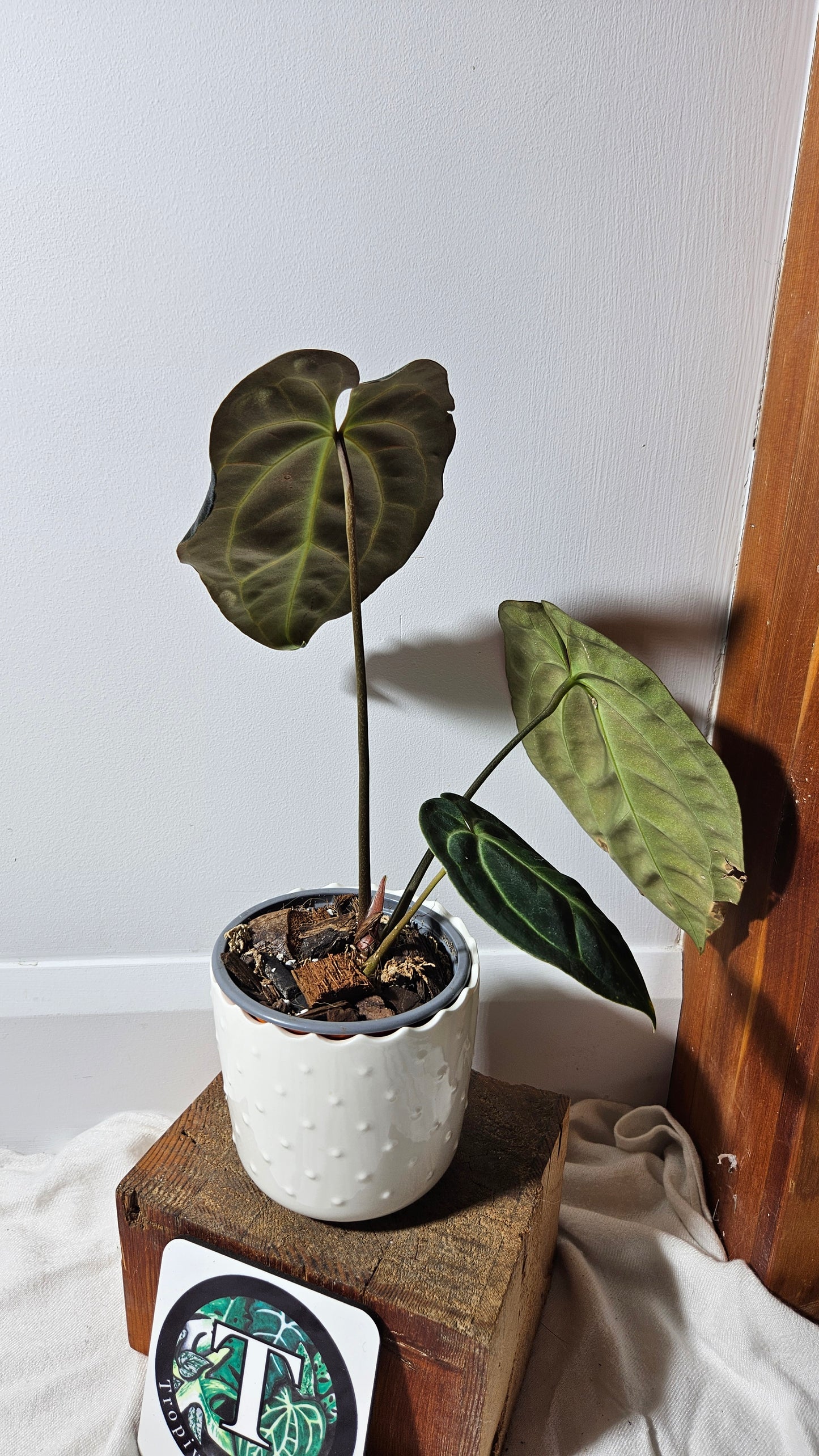 Anthurium Besseae Aff Super Dark "Format MOYEN" (ANT-206)