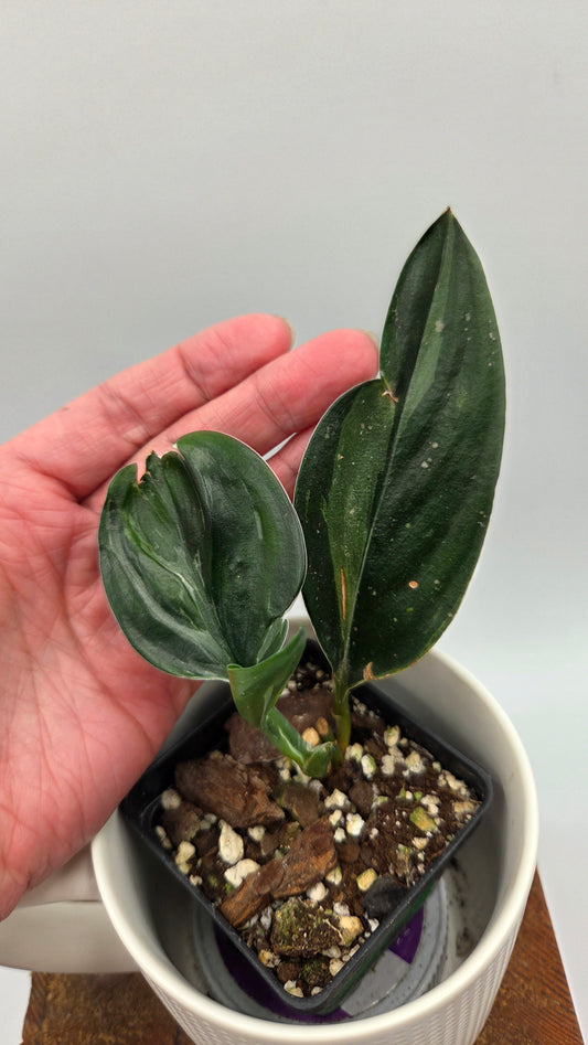 Scindapsus Treubii Dark Form silver (SCI-1011)