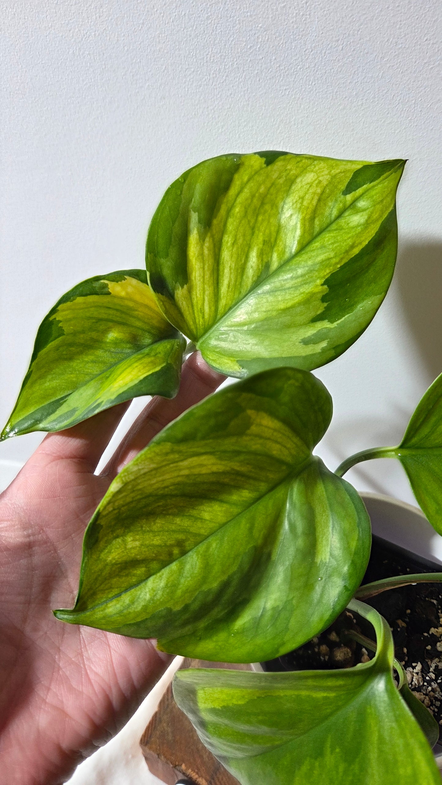 Epipremnum Aureum Manjula yellow/Olivia/Mint (EPI-237)