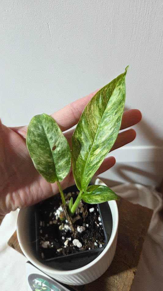 Rhaphidophora Masuwa Variegata (AUT-091)