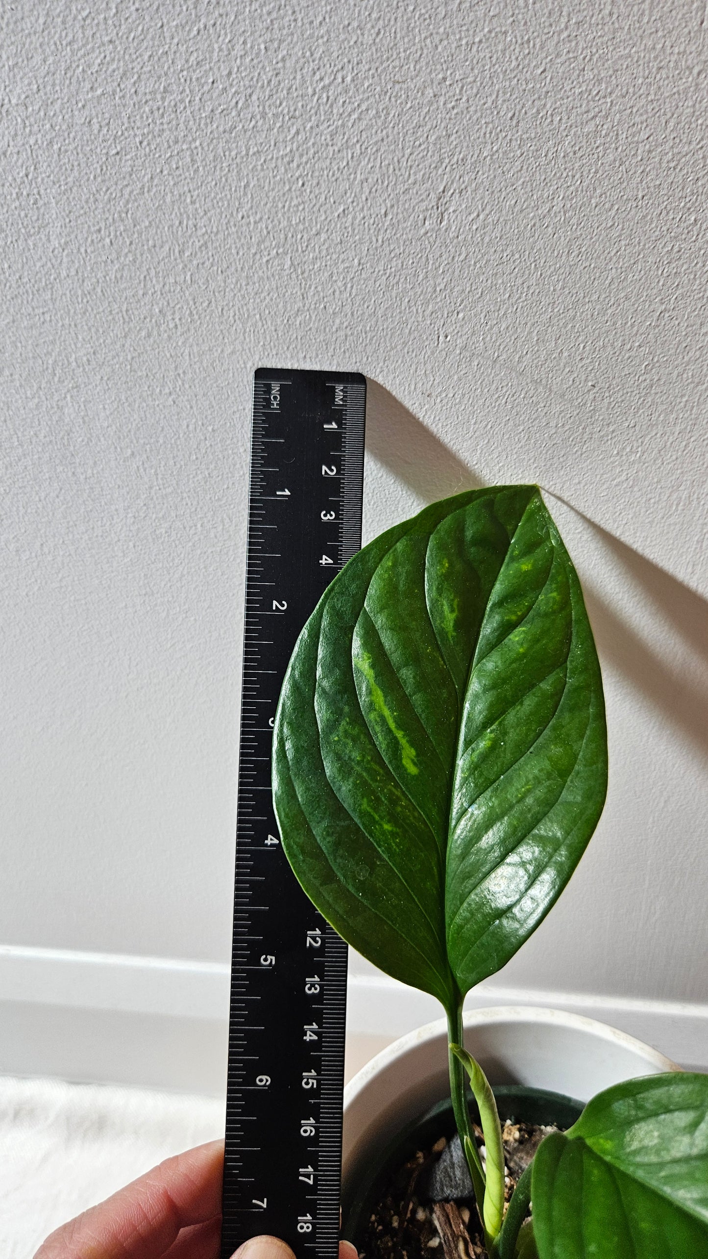 Monstera Pinnatipartita (MON-449)