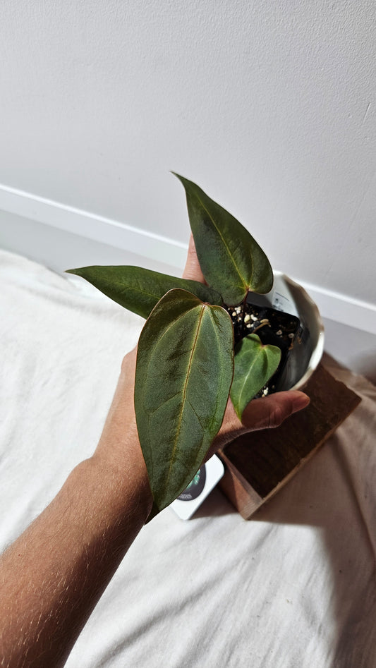 Anthurium  Carlablackiae (Indo) X Papillilaminum "format MOYEN" (ANT-472)