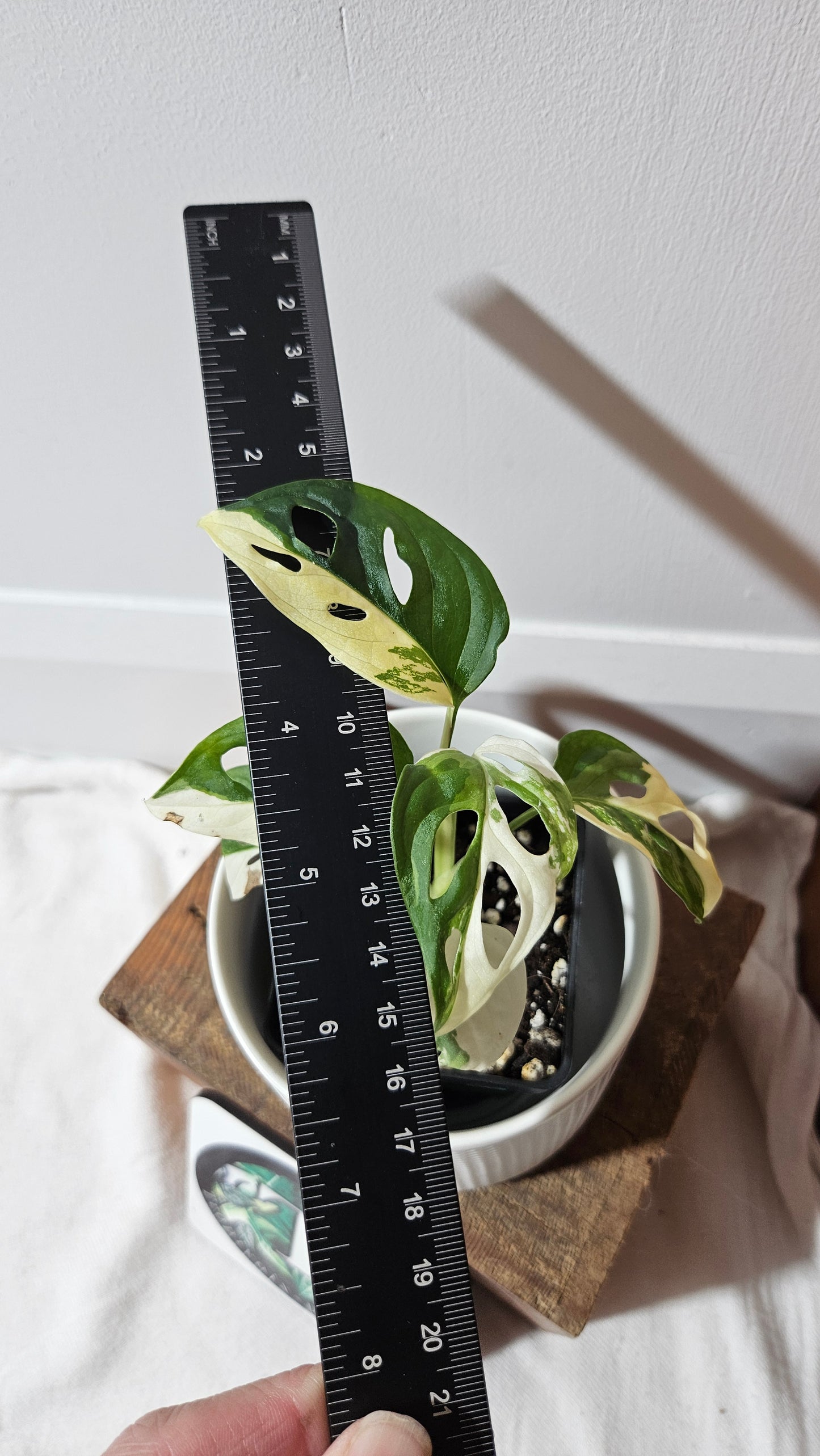Monstera Andasonii Tricolore (MON-480)