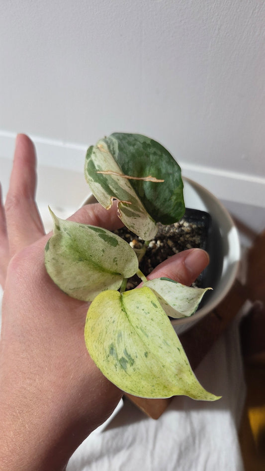 Scindapsus Salamount (SCI-1355)