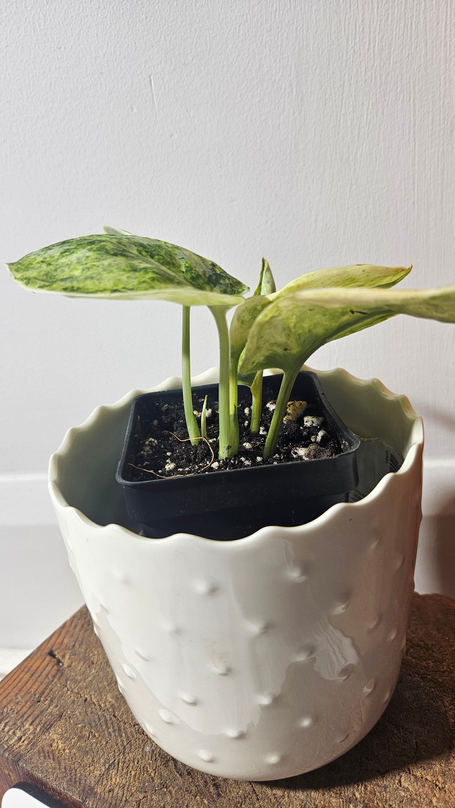 Scindapsus Tembaga (SCI-954)