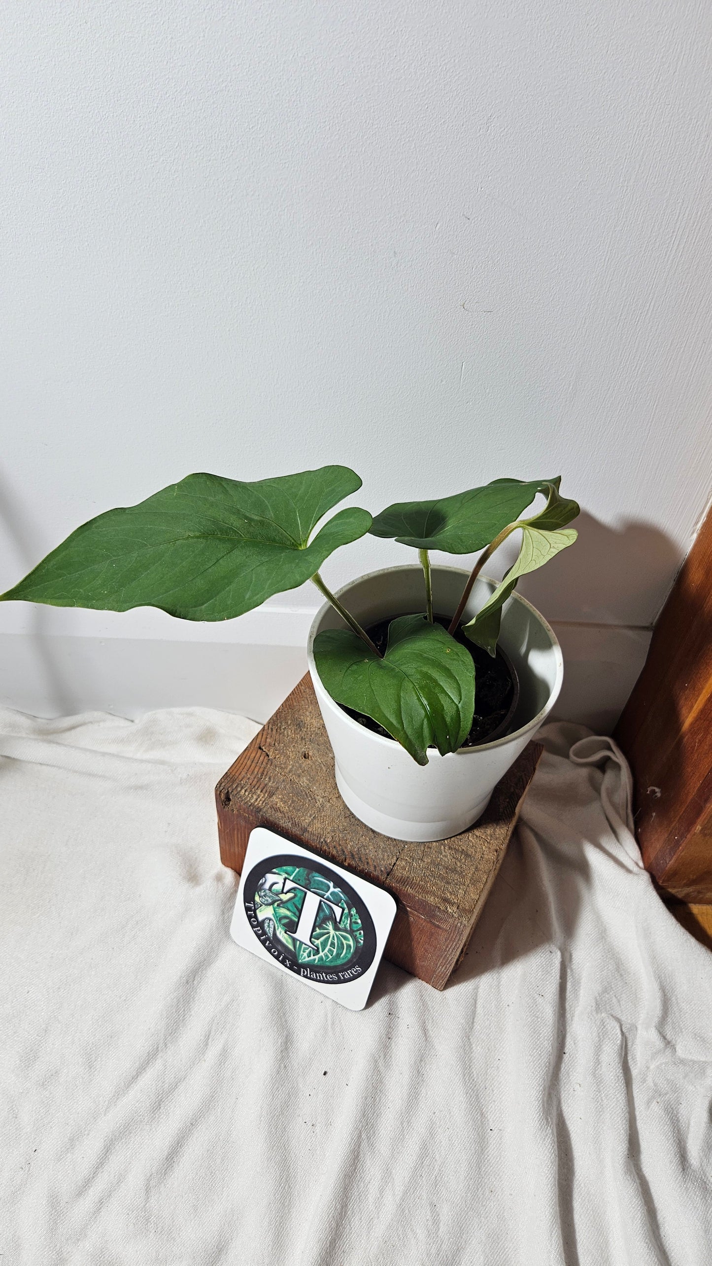 Anthurium  Tiwintza Aff Velvet "format MOYEN" (ANT-227)