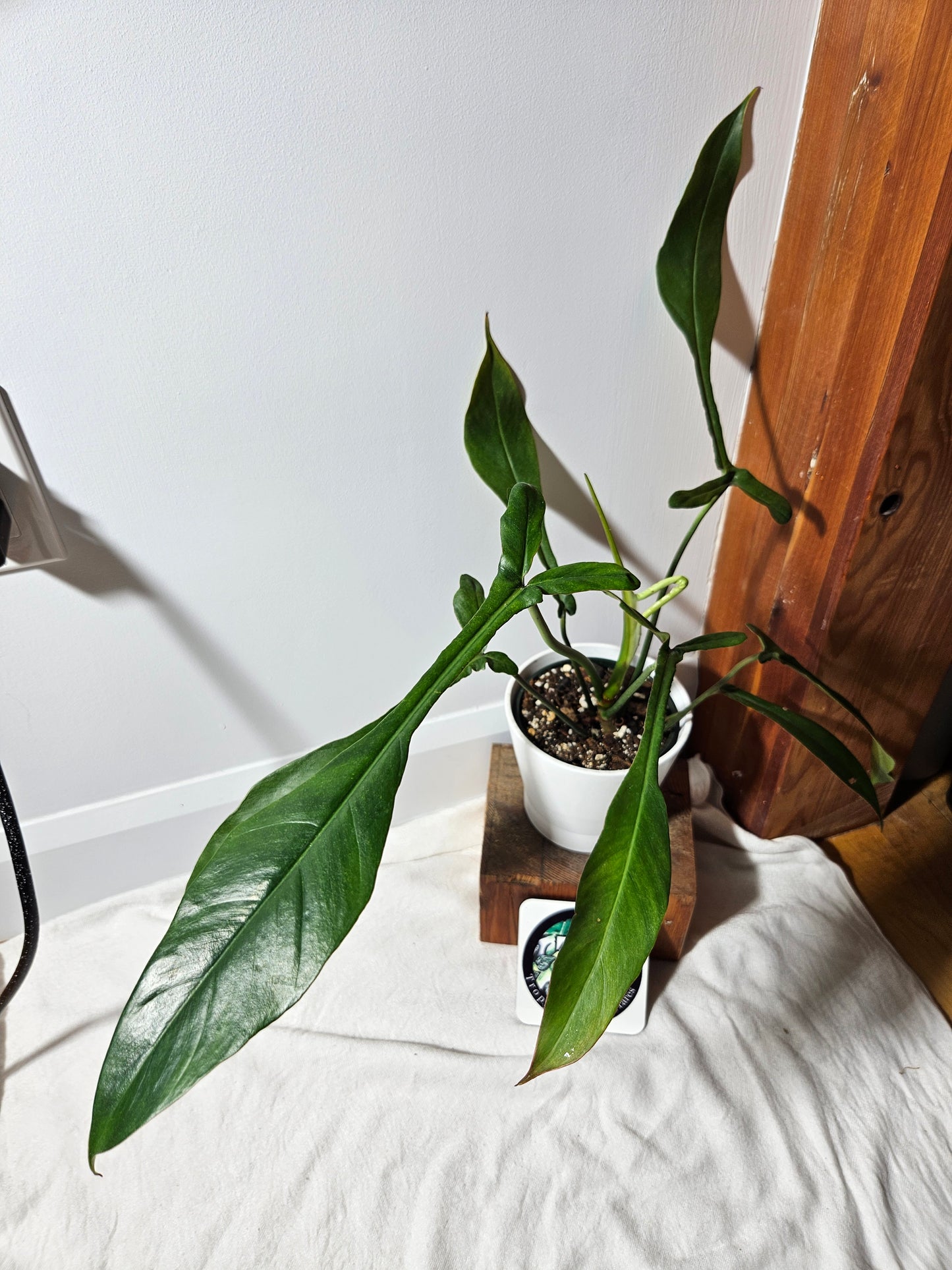 Philodendron Joepii (PHI-375)