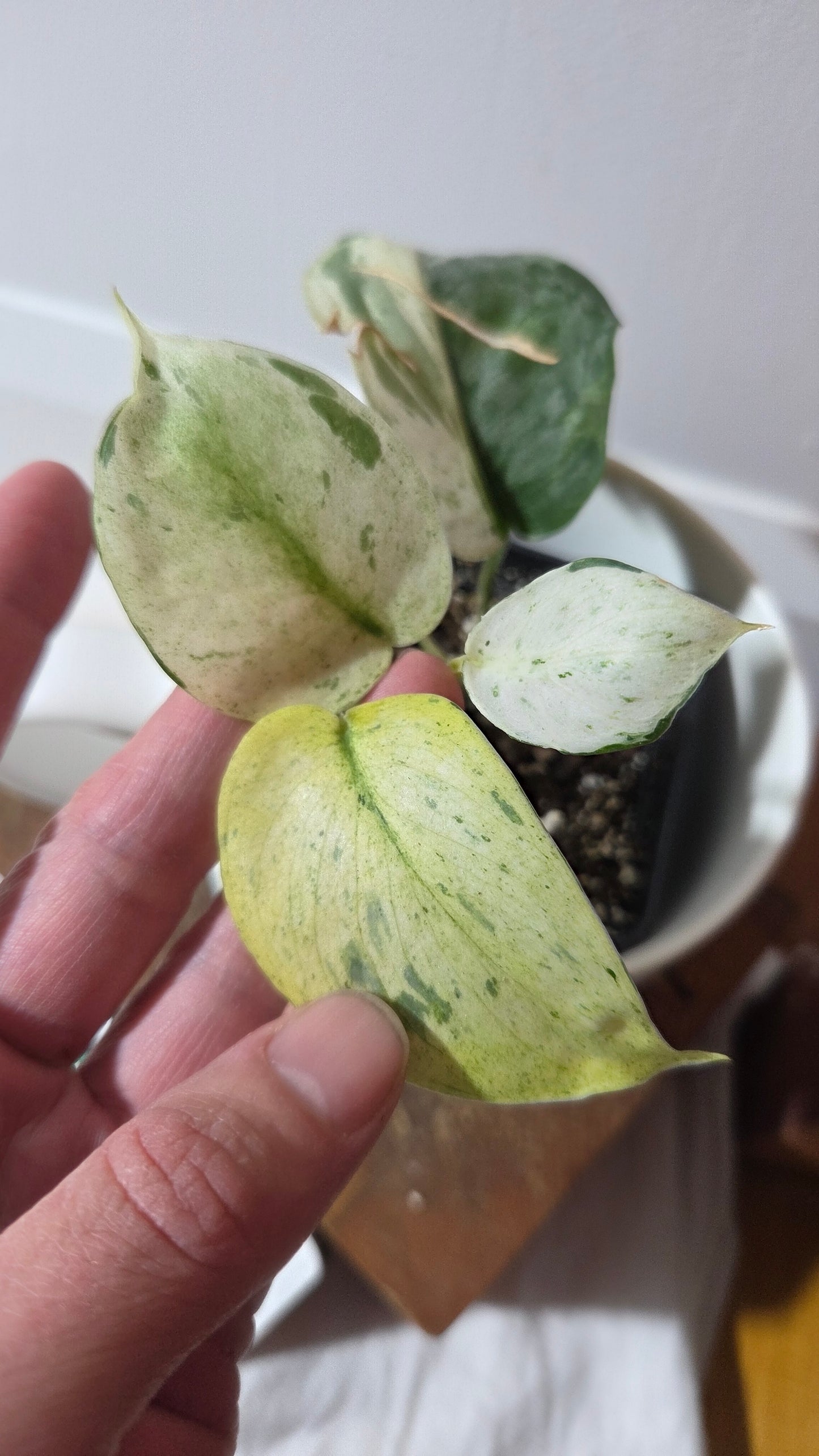 Scindapsus Salamount (SCI-1355)