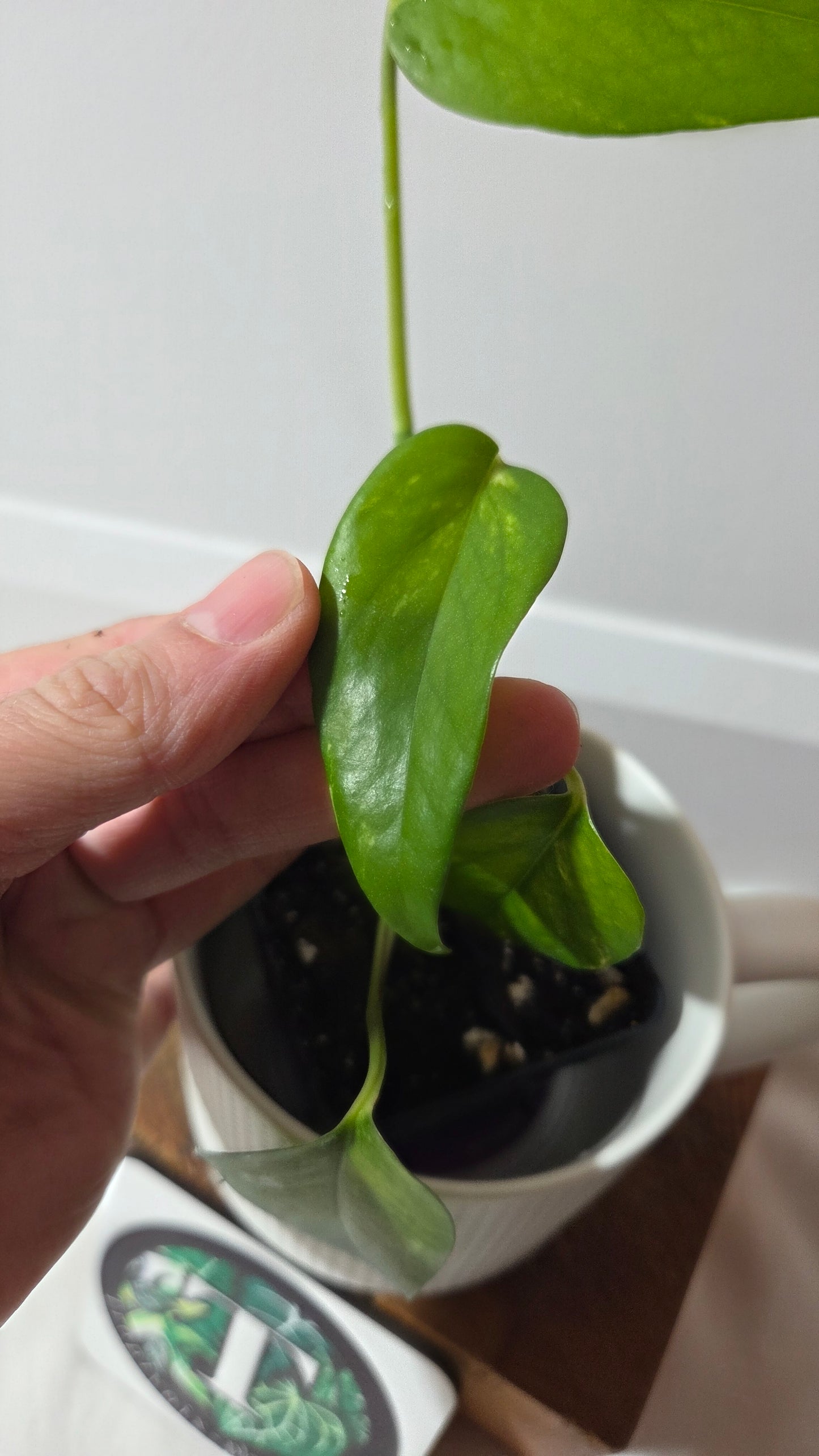 Epipremnum pinnatum Yellow Sunrise (EPI-233)