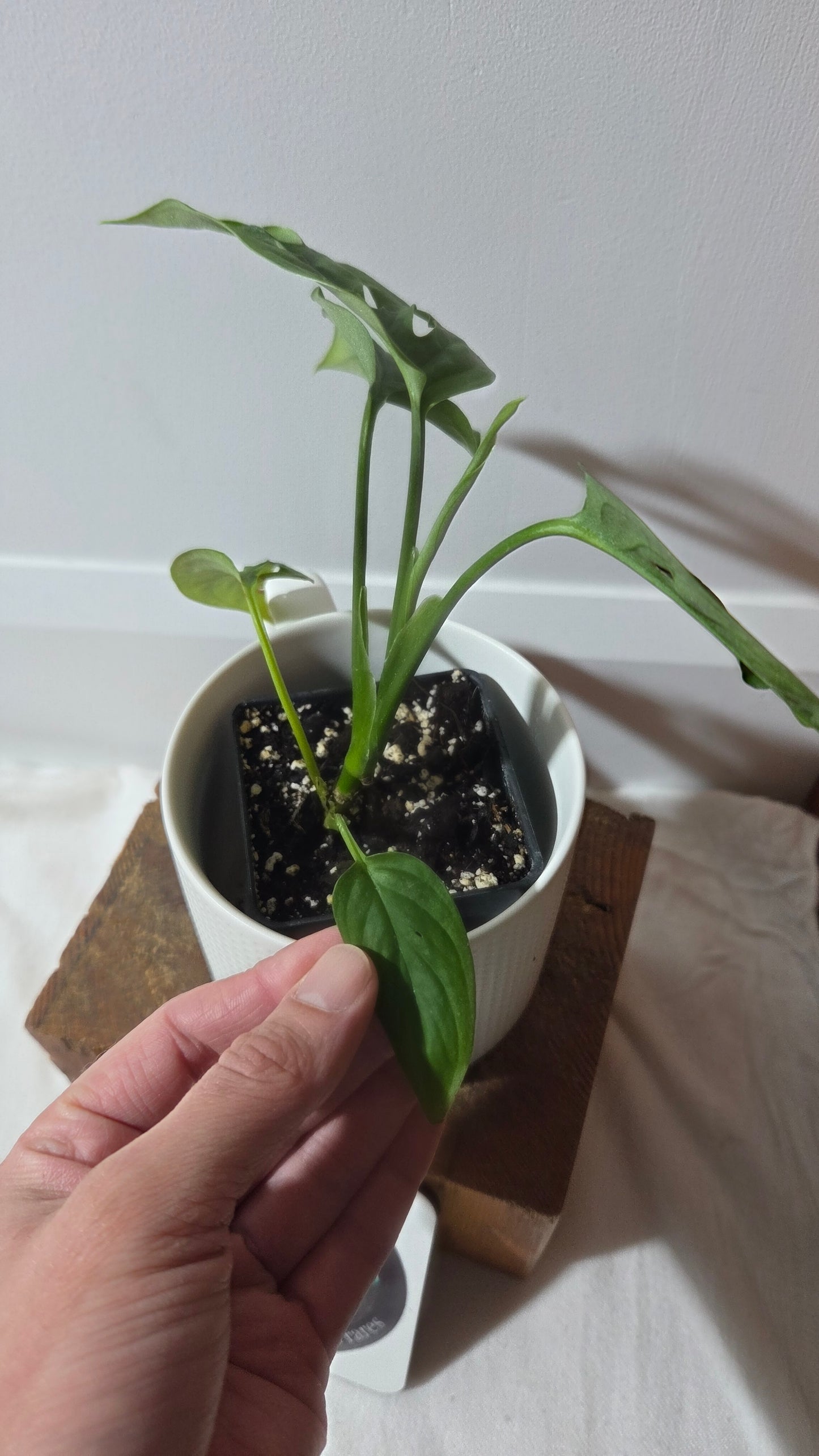 Monstera Obliqua Aff Cuyabeno (MON-300)