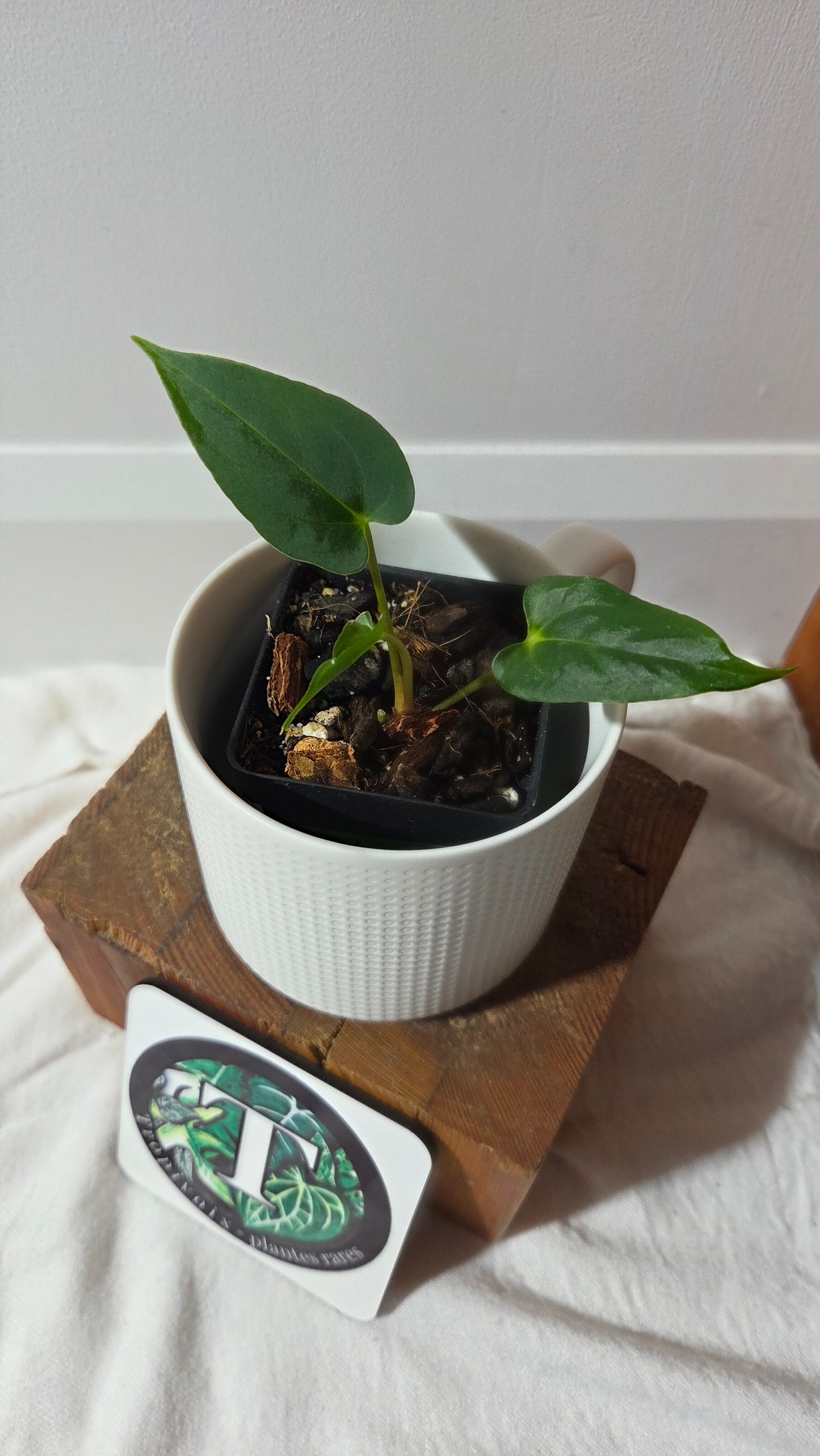 Anthurium Xone × Getafix "format PETIT" (ANT-652)