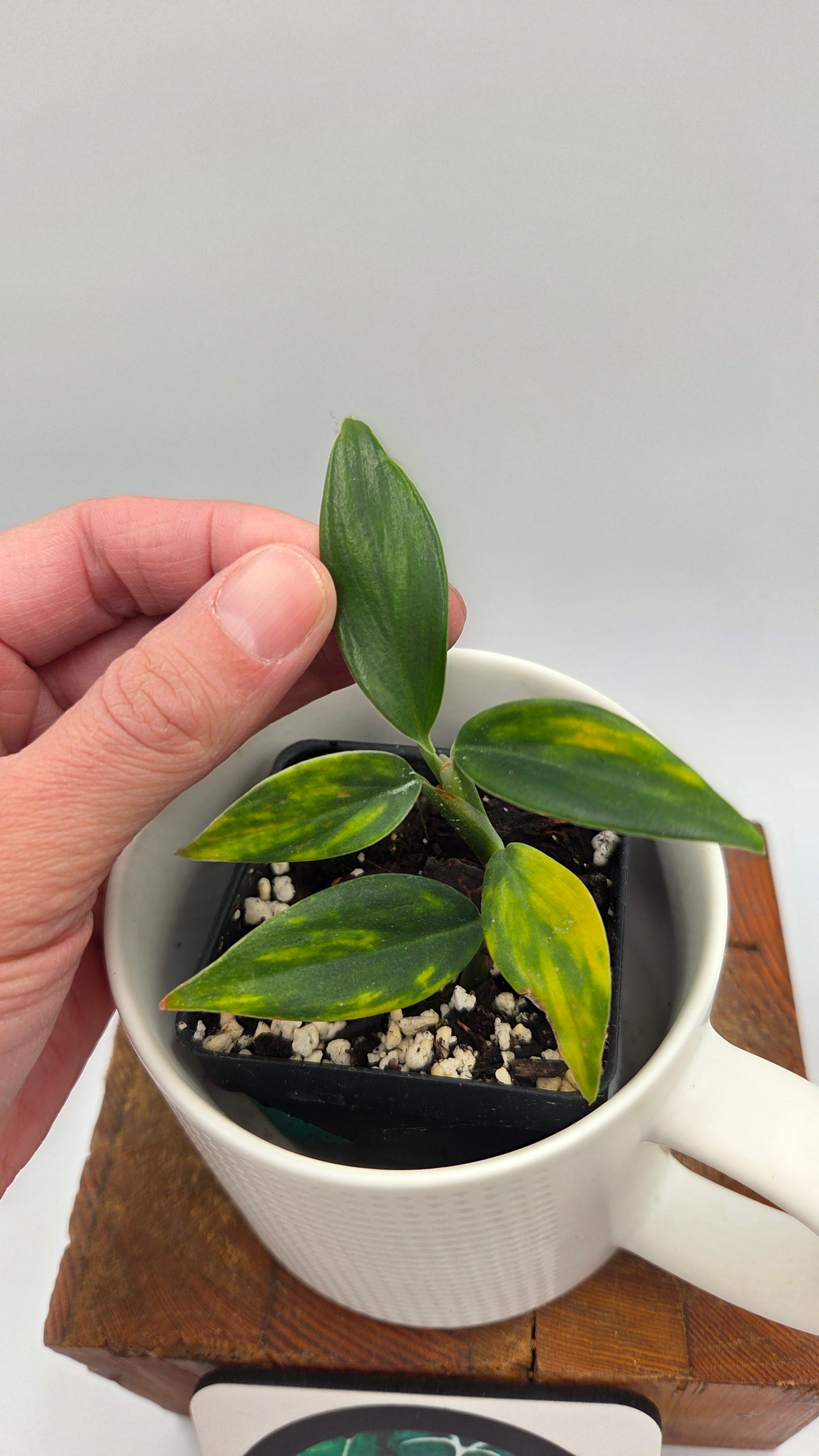 Scindapsus Coriaceus Aurea (SCI-939)