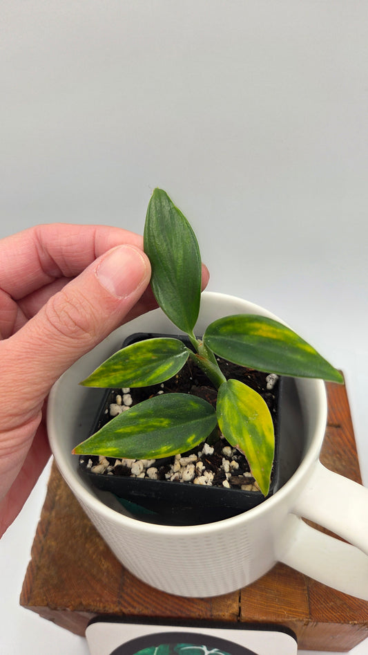 Scindapsus Coriaceus Aurea (SCI-939)
