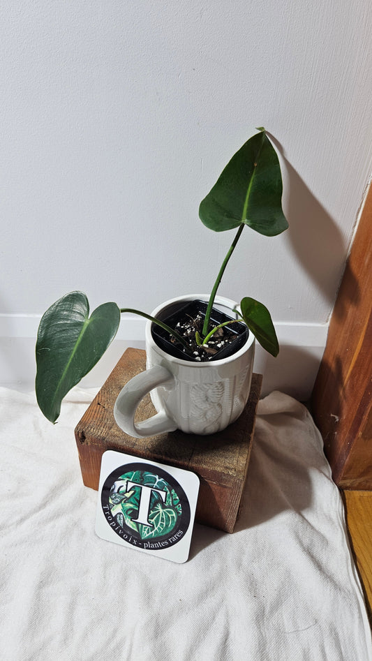 Philodendron Ilsemanii Green (PHI-516)